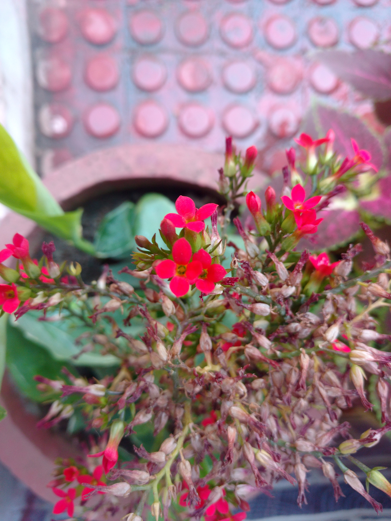Motorola Moto X Play sample photo. Flowers photography