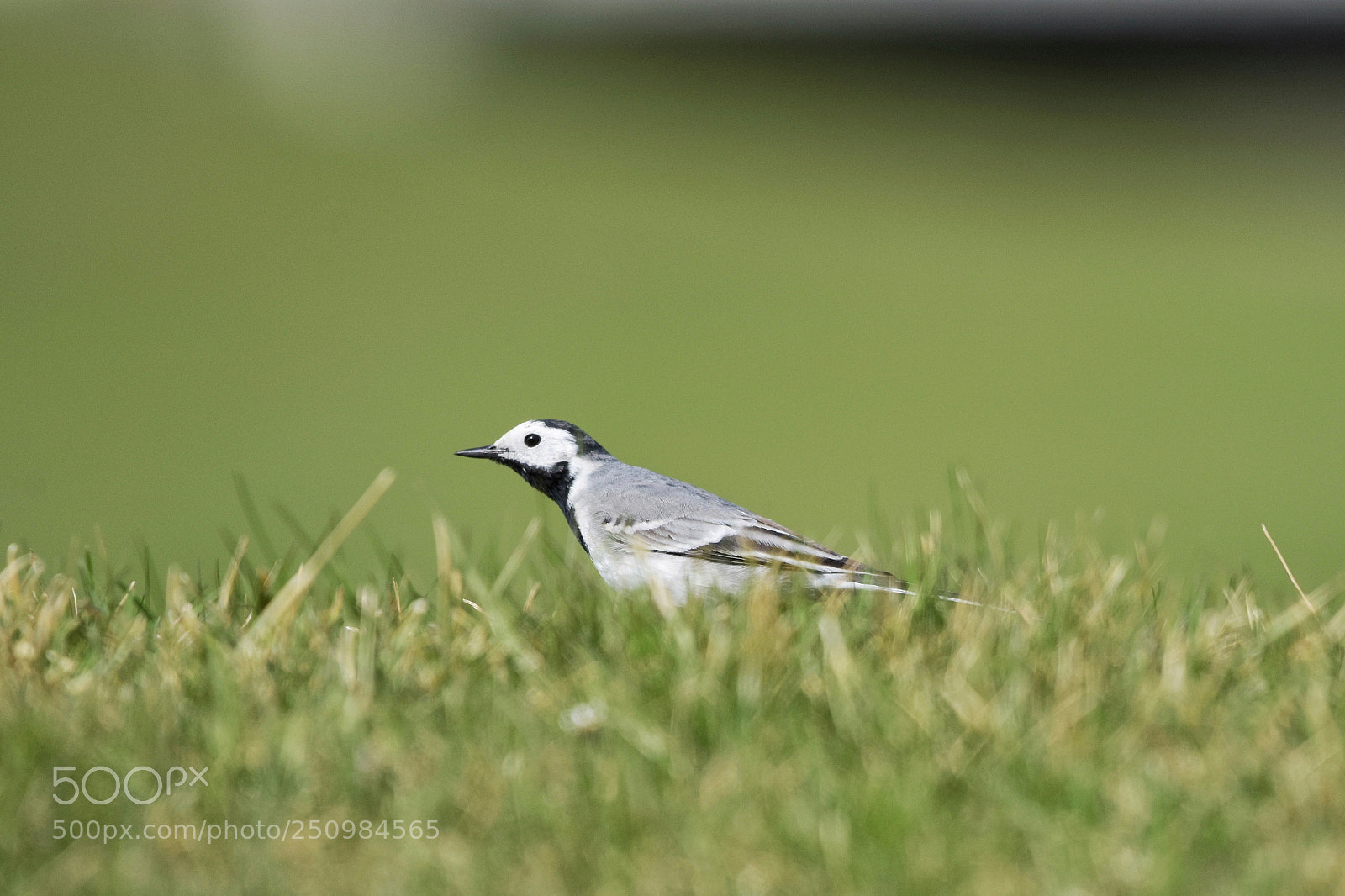 Nikon D7200 sample photo. 'male wagtail motacilla alba photography