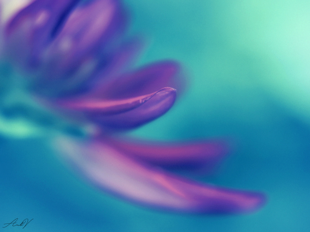 Olympus PEN E-PL1 sample photo. In a world full of dreams photography