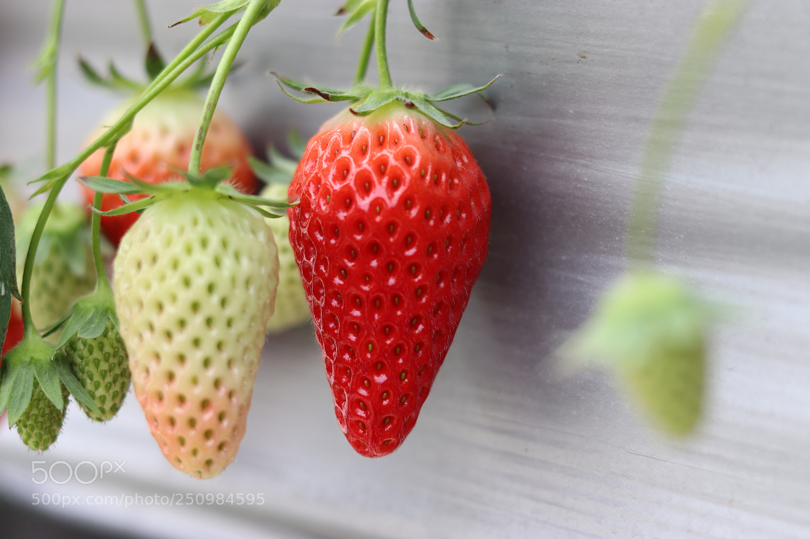 Canon EOS 77D (EOS 9000D / EOS 770D) + Canon EF 50mm F1.8 STM sample photo. Strawberry photography