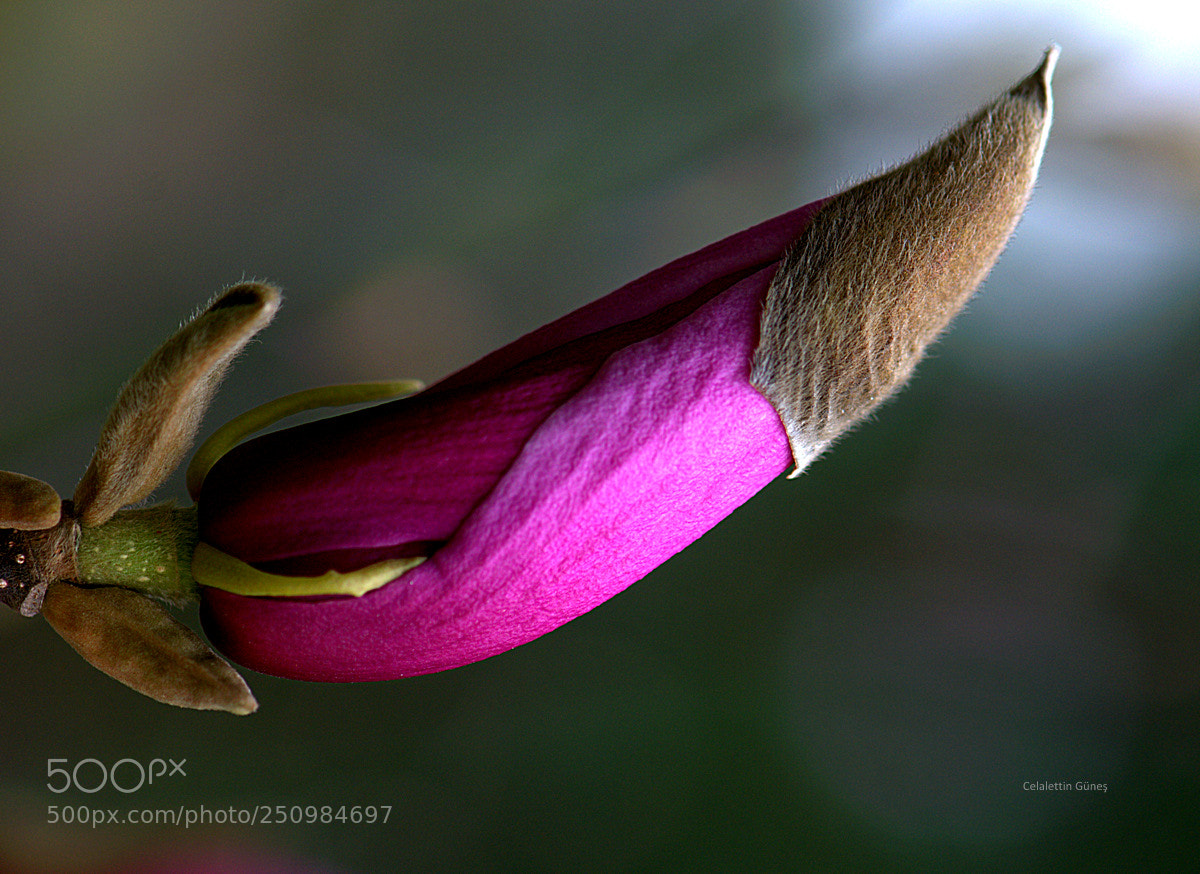 Nikon D300 sample photo. Magnolia photography