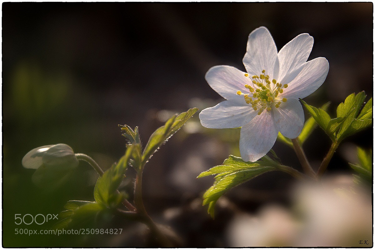 Sony Cyber-shot DSC-RX10 IV sample photo. Wood anemone in spring photography