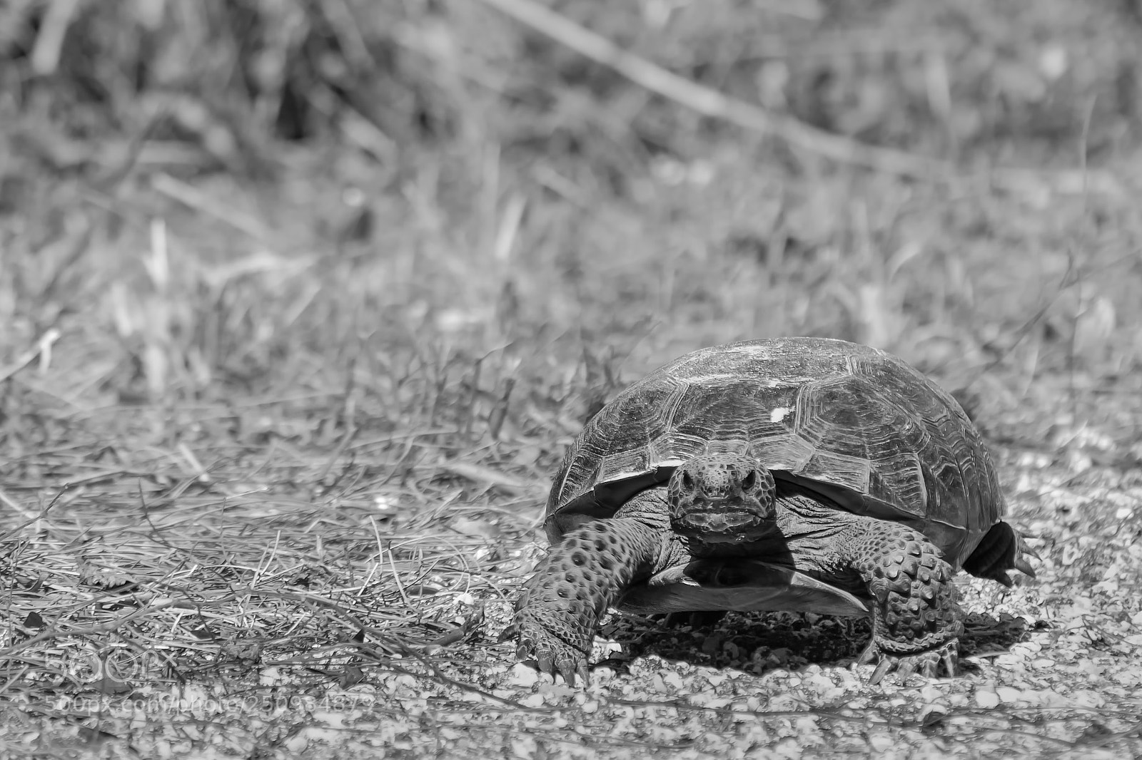 Nikon D7100 sample photo. Walk photography