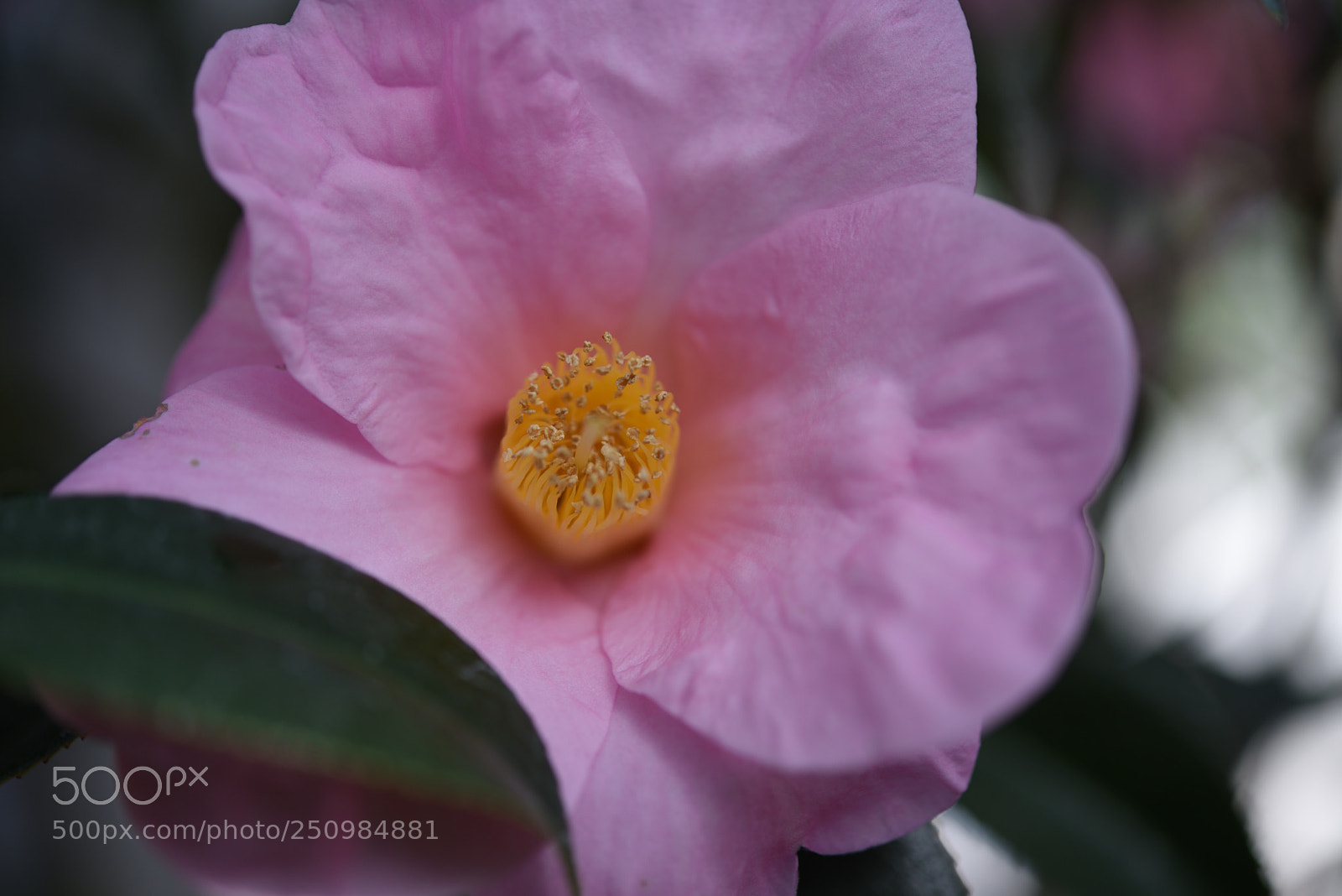 Nikon AF-S Micro-Nikkor 60mm F2.8G ED sample photo. 椿・有楽（太郎冠者）（ゆうらく・たろうかんじゃ）野々市中央公園 photography