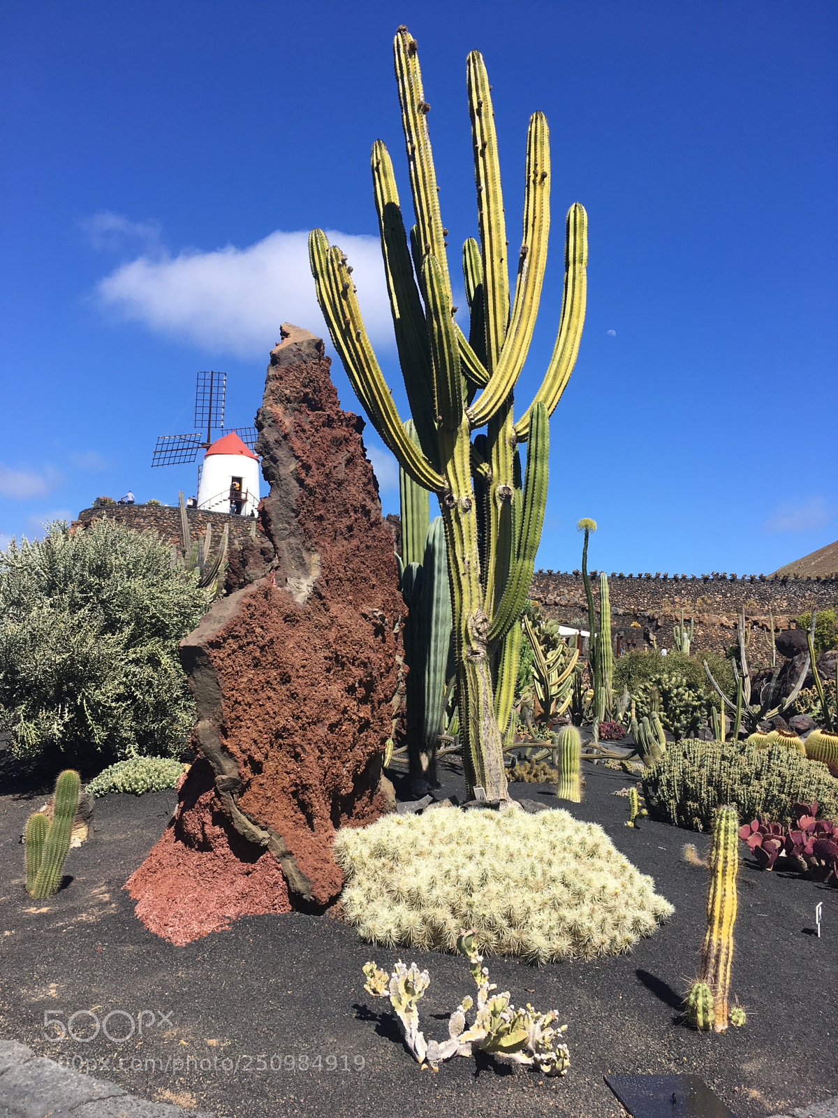 Apple iPhone SE sample photo. Jardin de cactus, lanzarote photography