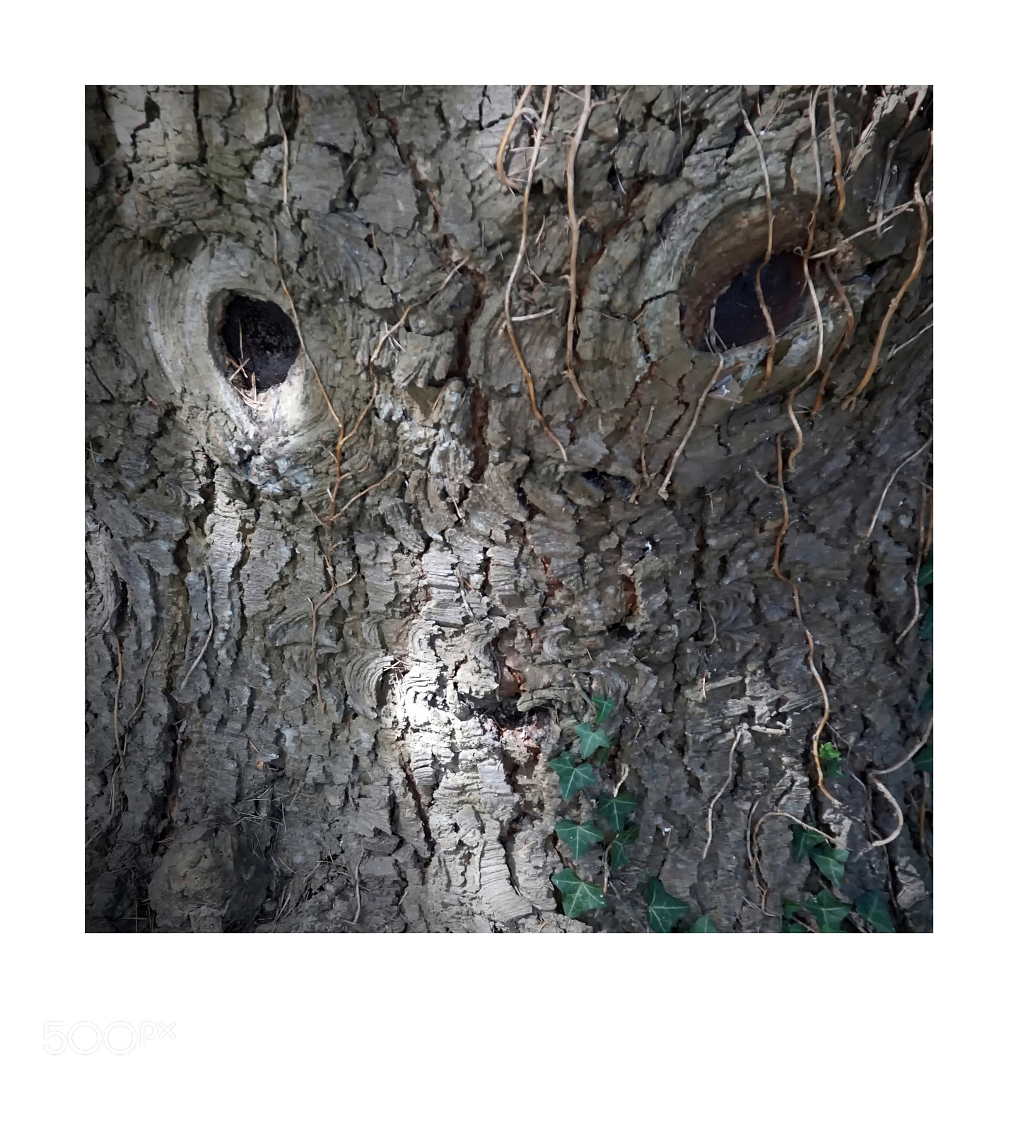 Sony ILCA-77M2 sample photo. Regard de bois photography