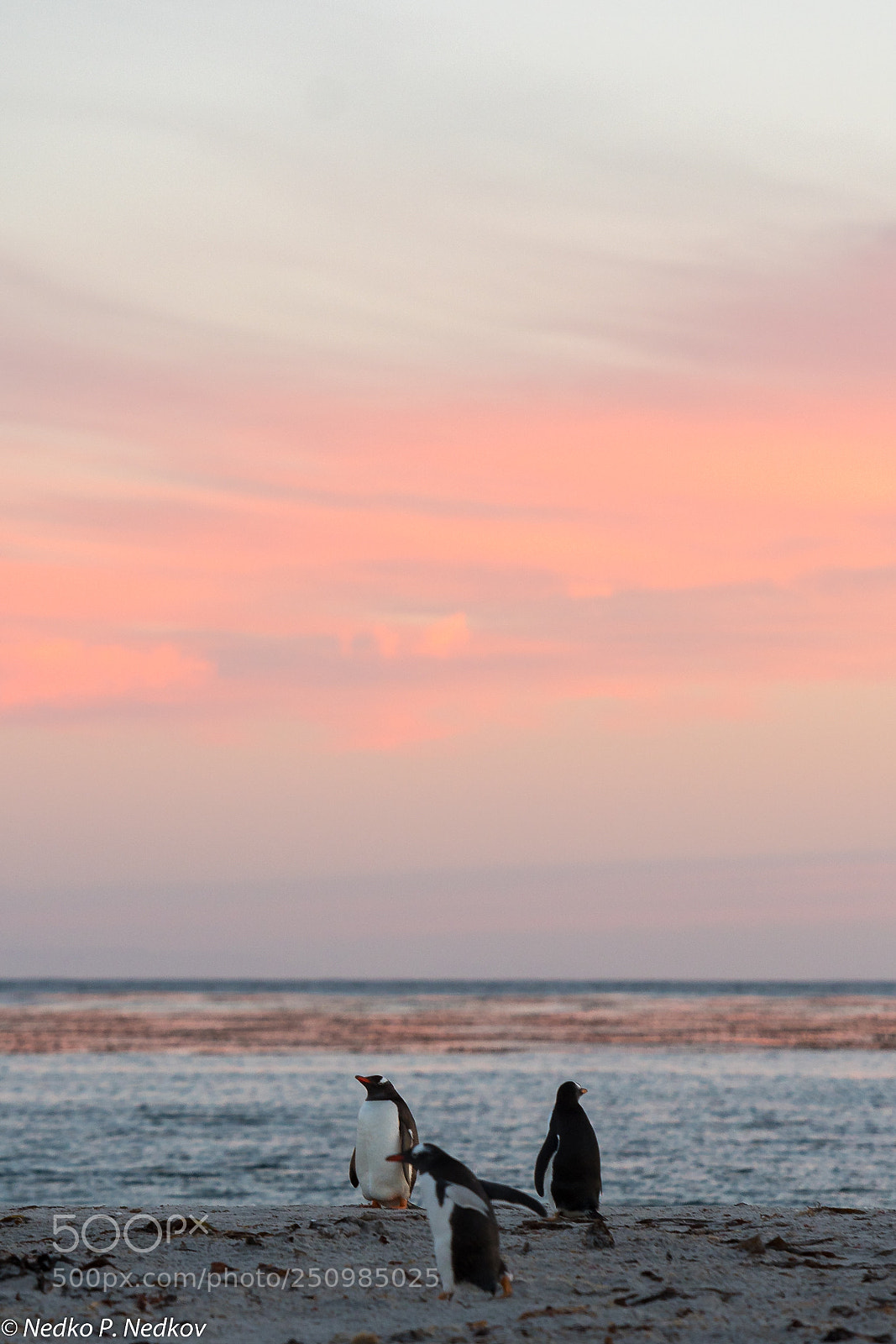 Nikon D500 sample photo. Dawn and penguins photography