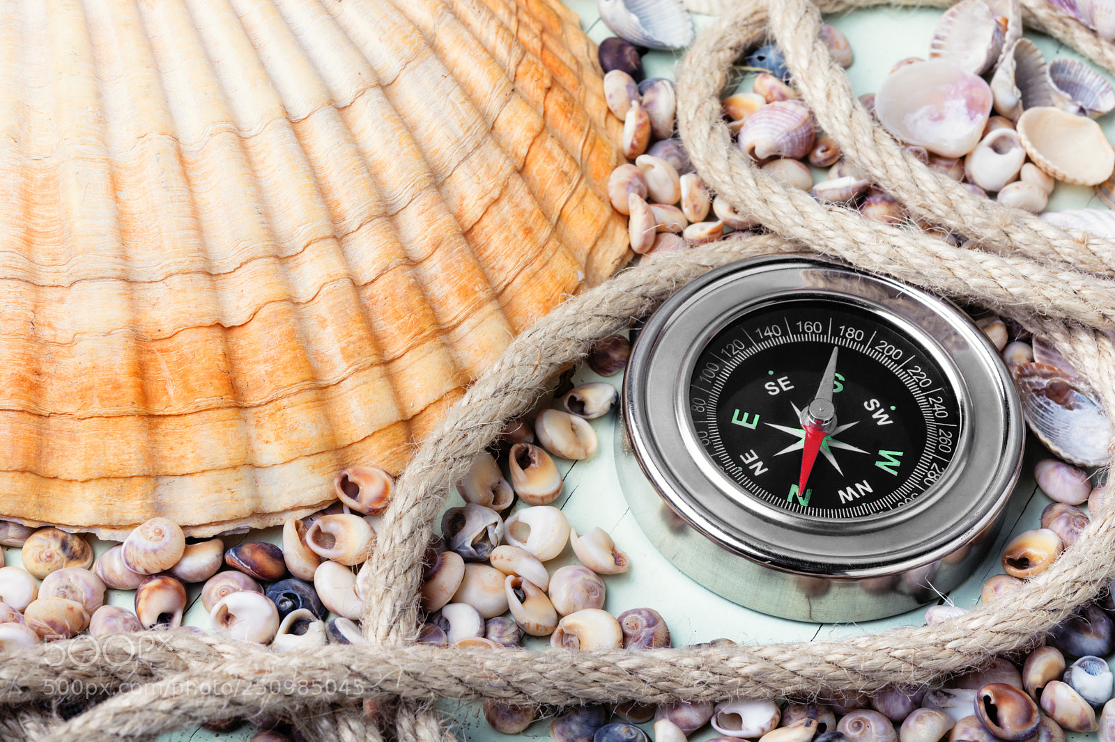 Nikon D7100 sample photo. Sea compass and seashells photography