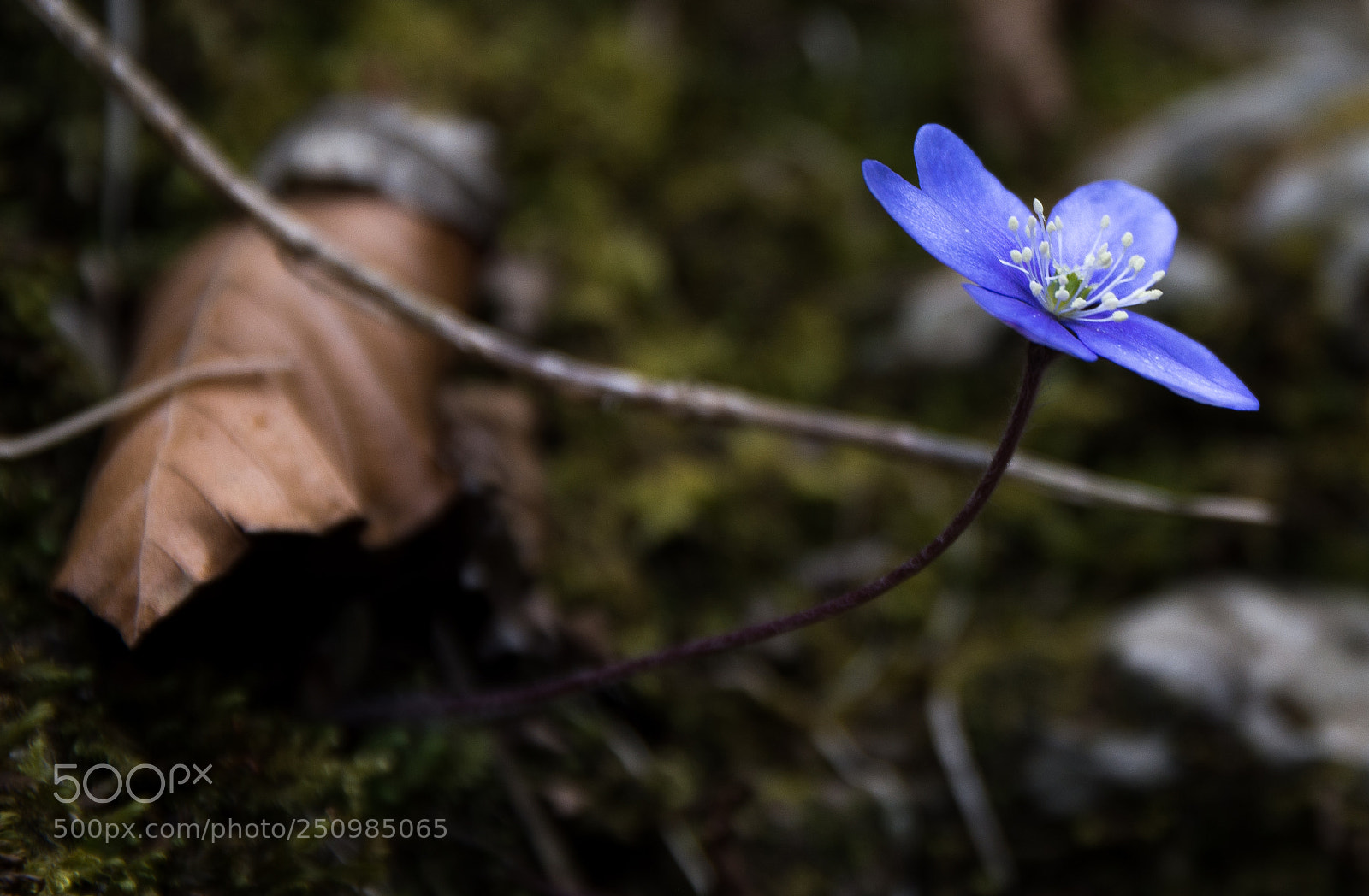 Nikon D7100 sample photo. Hepatica nobilis photography