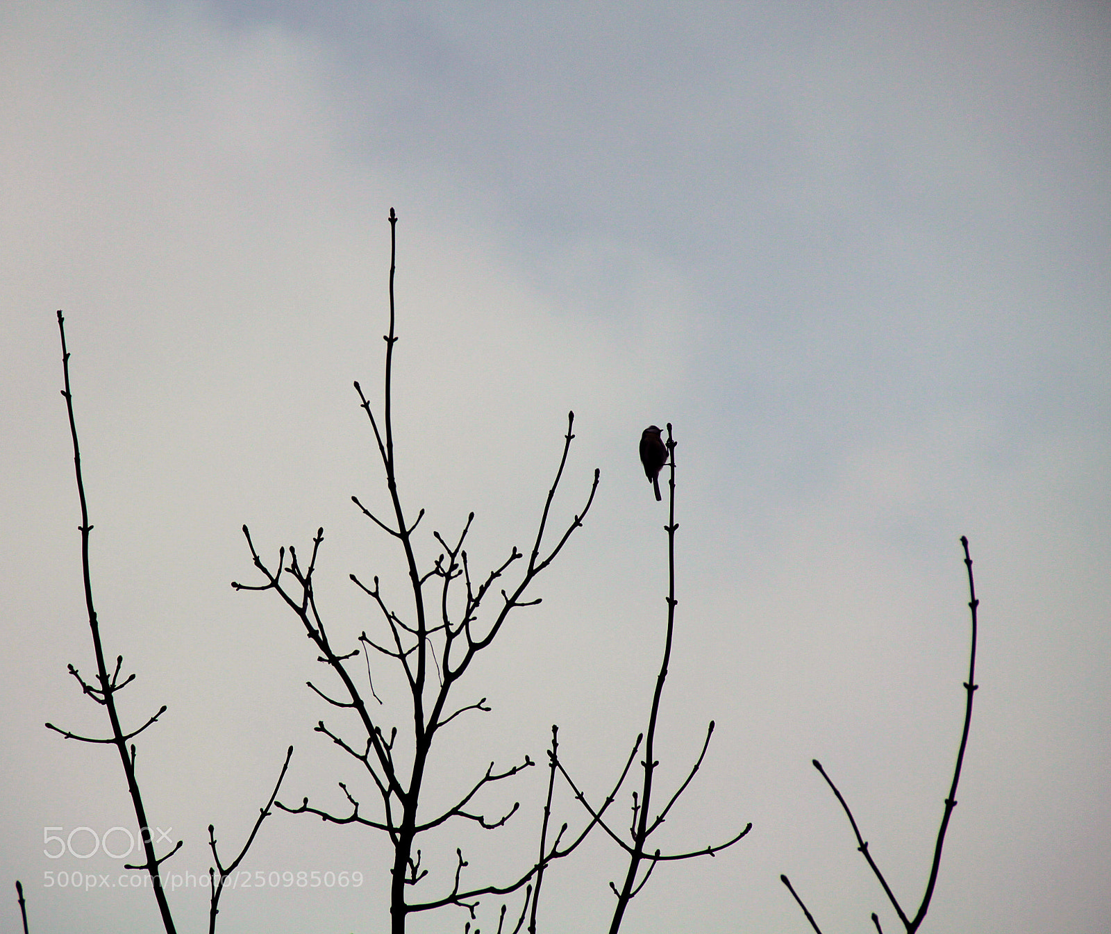 Canon EOS 7D sample photo. Spring, where are you? photography