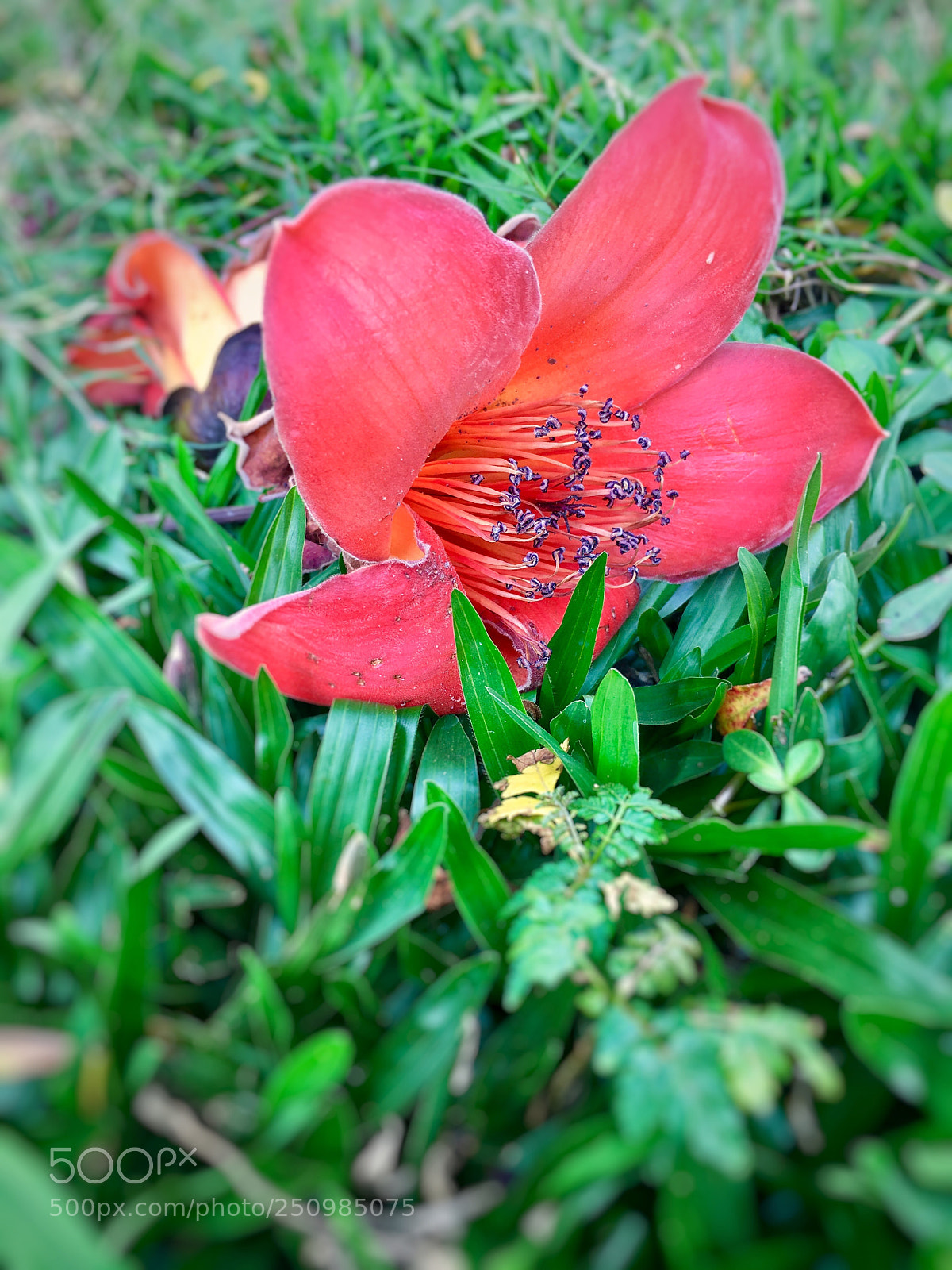 Apple iPhone 6s Plus sample photo. Untitled photography