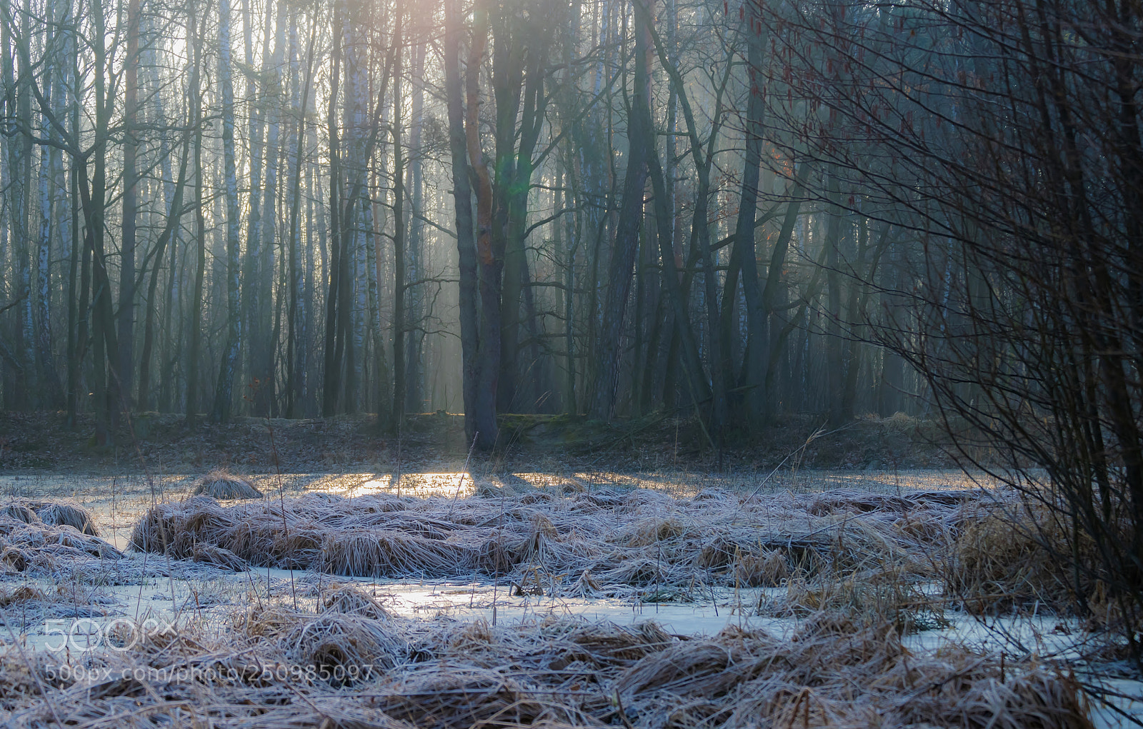 Nikon D3300 sample photo. Frosty morning in the photography