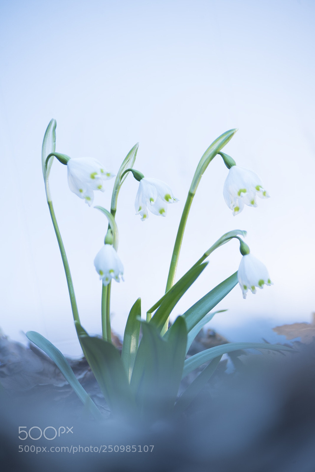 Nikon D810 sample photo. Spring snowflake #2 photography