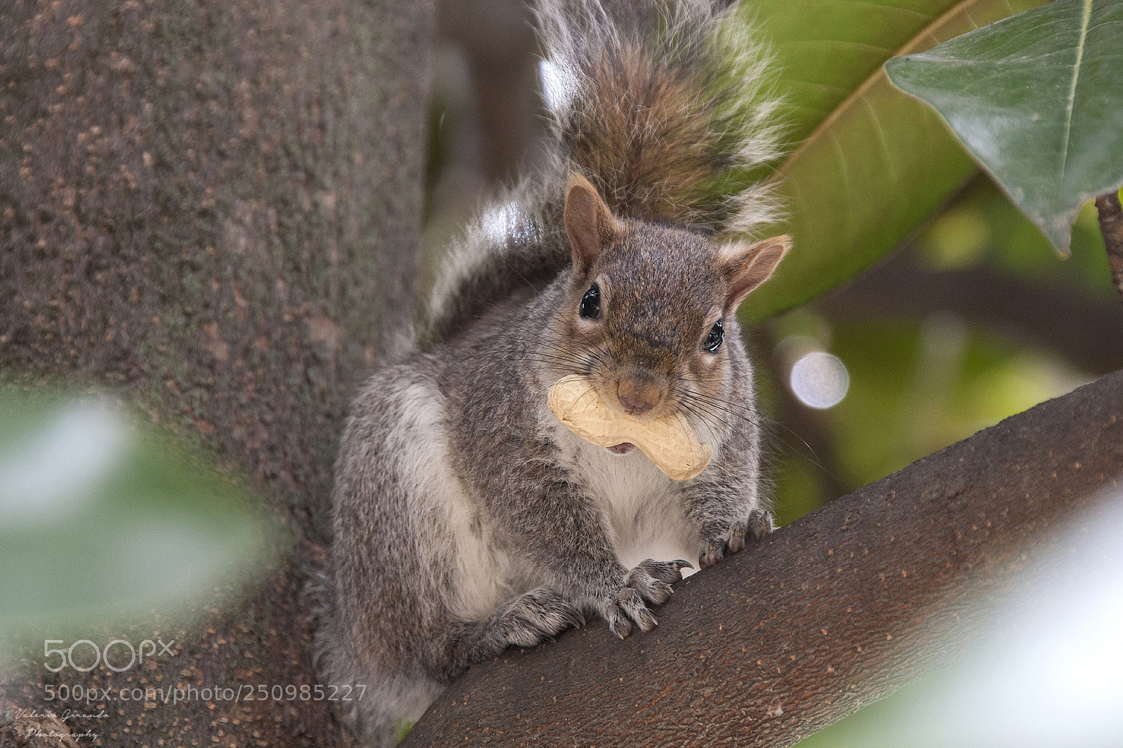 Canon EOS-1D Mark III sample photo. Squirrel photography