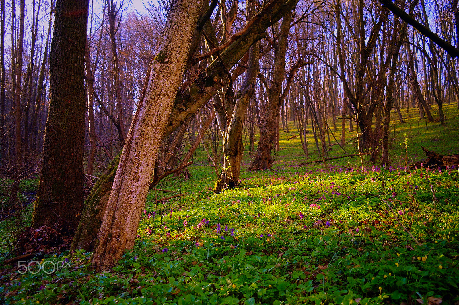 Samsung NX5 sample photo. Spring in forest. photography