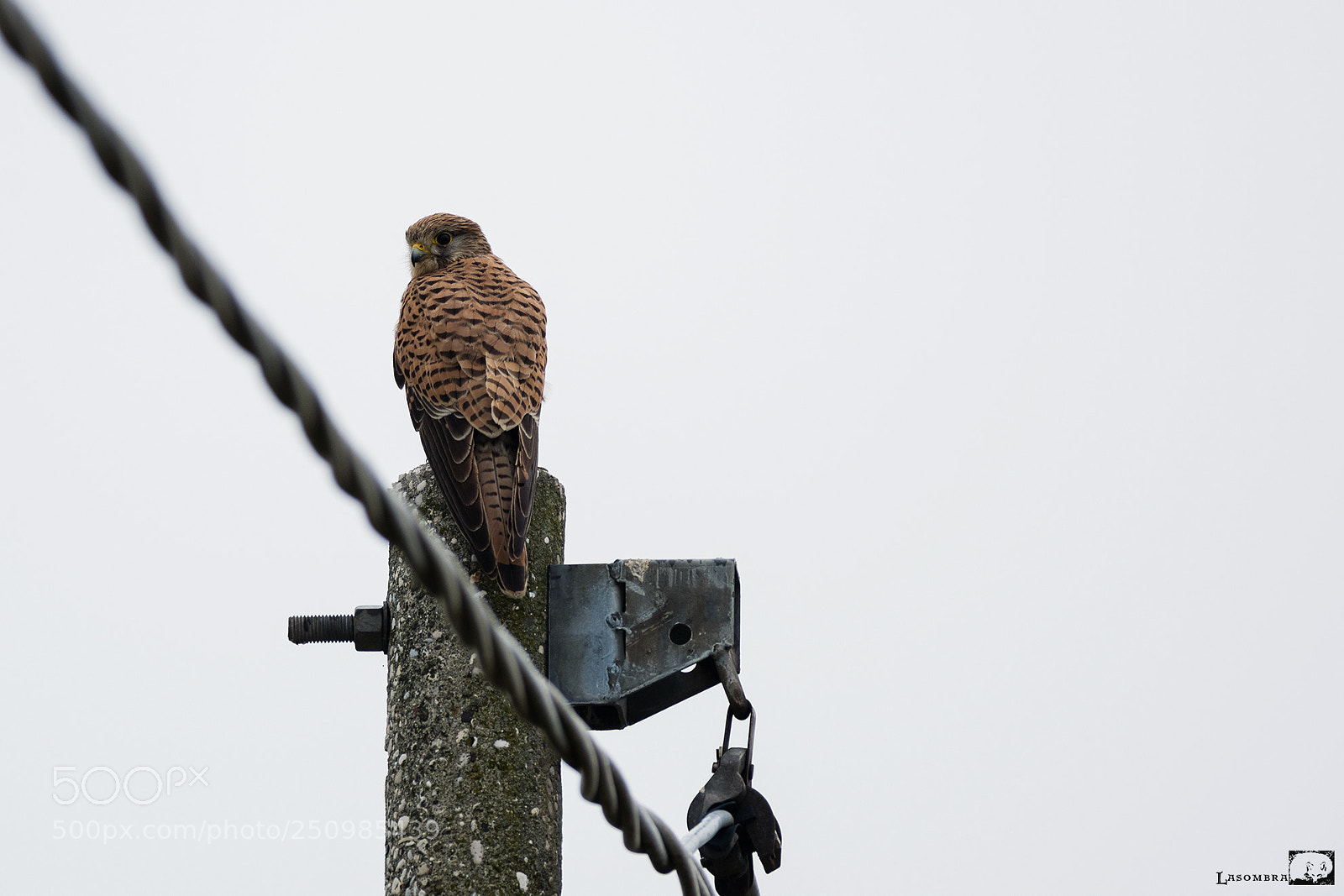 Nikon D810 sample photo. Kestrel photography
