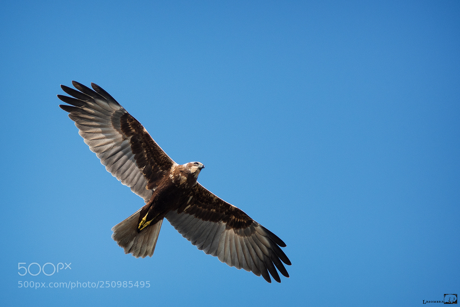 Nikon D810 sample photo. Marsh harrier photography