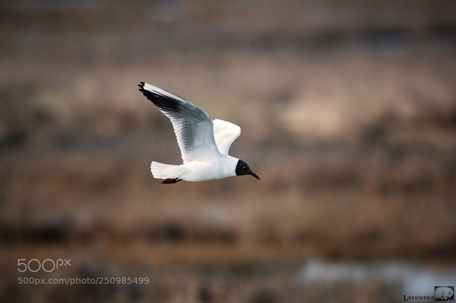 Nikon D810 sample photo. Common seagull photography