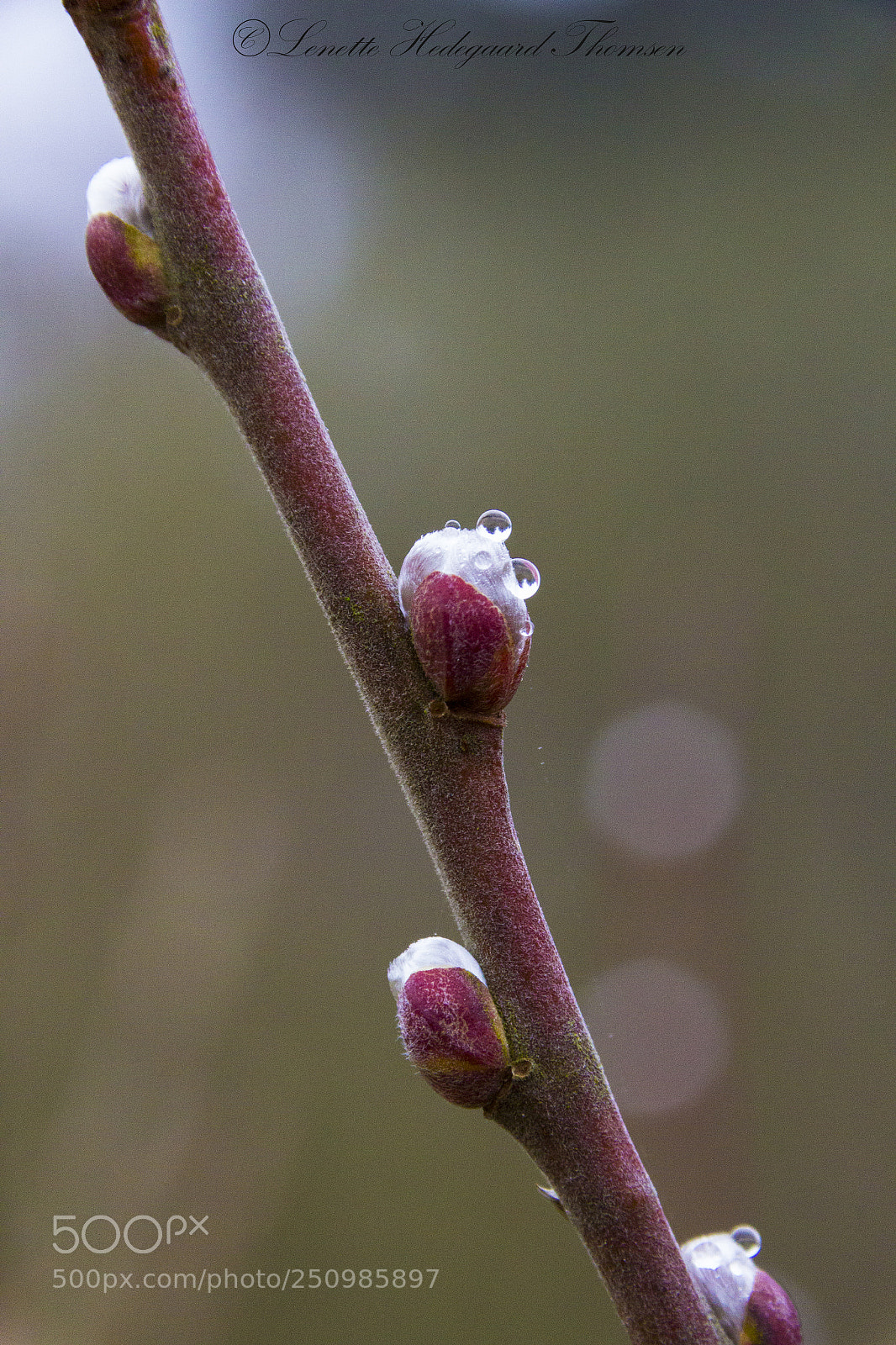 Canon EOS 1200D (EOS Rebel T5 / EOS Kiss X70 / EOS Hi) sample photo. Spring buds photography