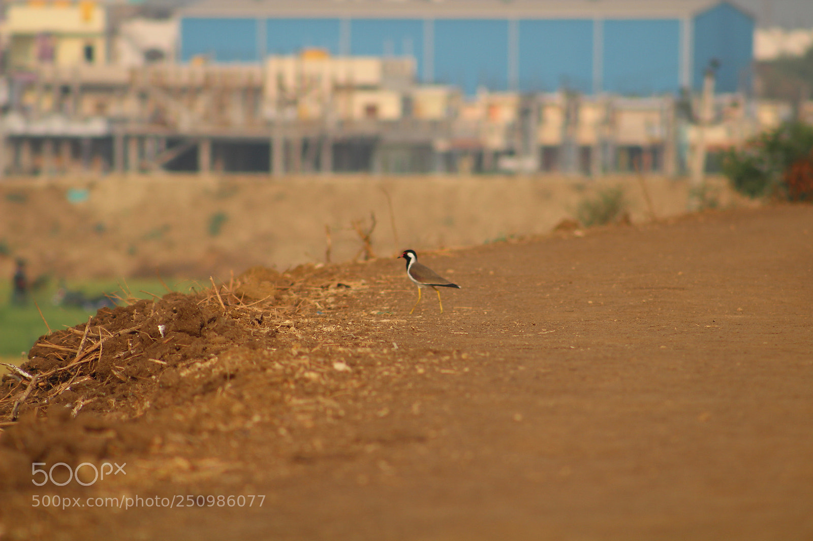 Canon EF 75-300mm f/4-5.6 sample photo. Nature photography