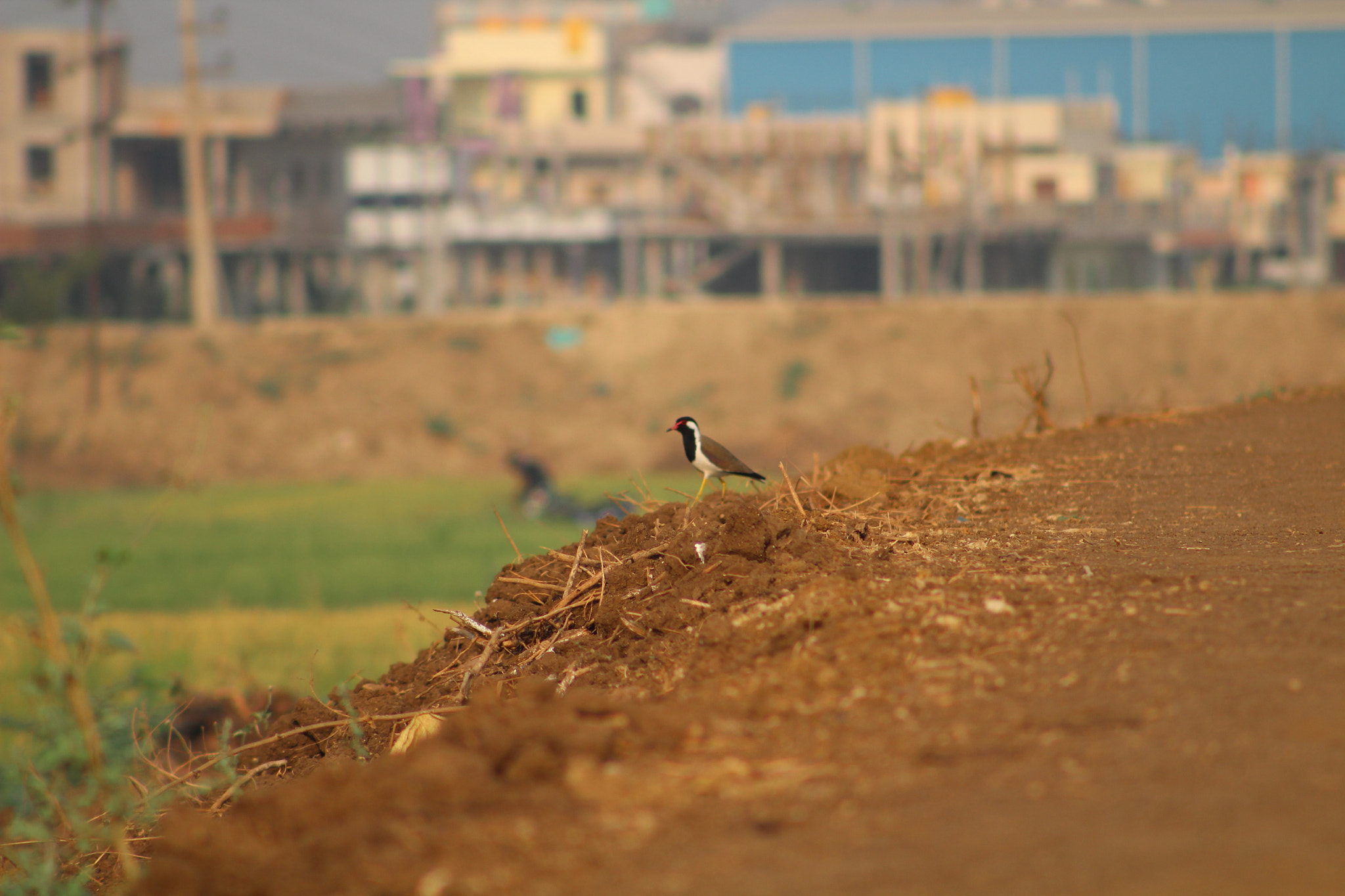 Canon EF 75-300mm f/4-5.6 sample photo. Nature photography