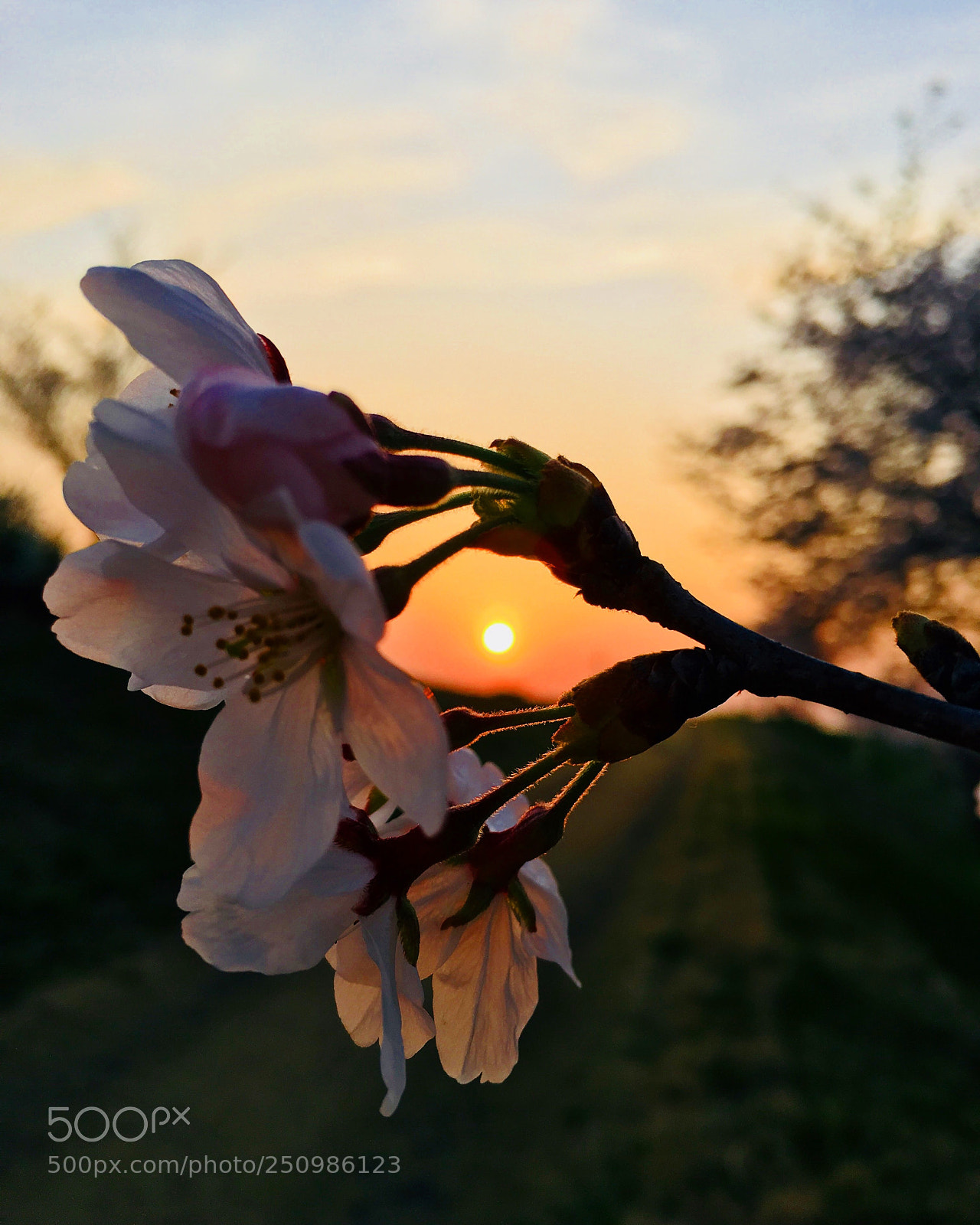 Apple iPhone 6s Plus sample photo. Perfect view photography