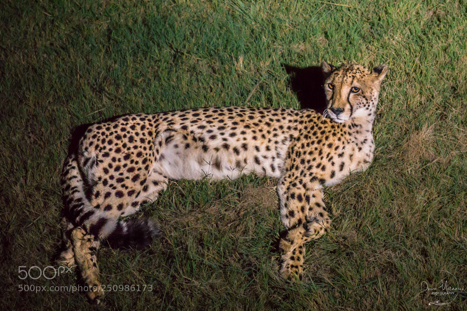 Sony a6000 sample photo. Cheetah i photography