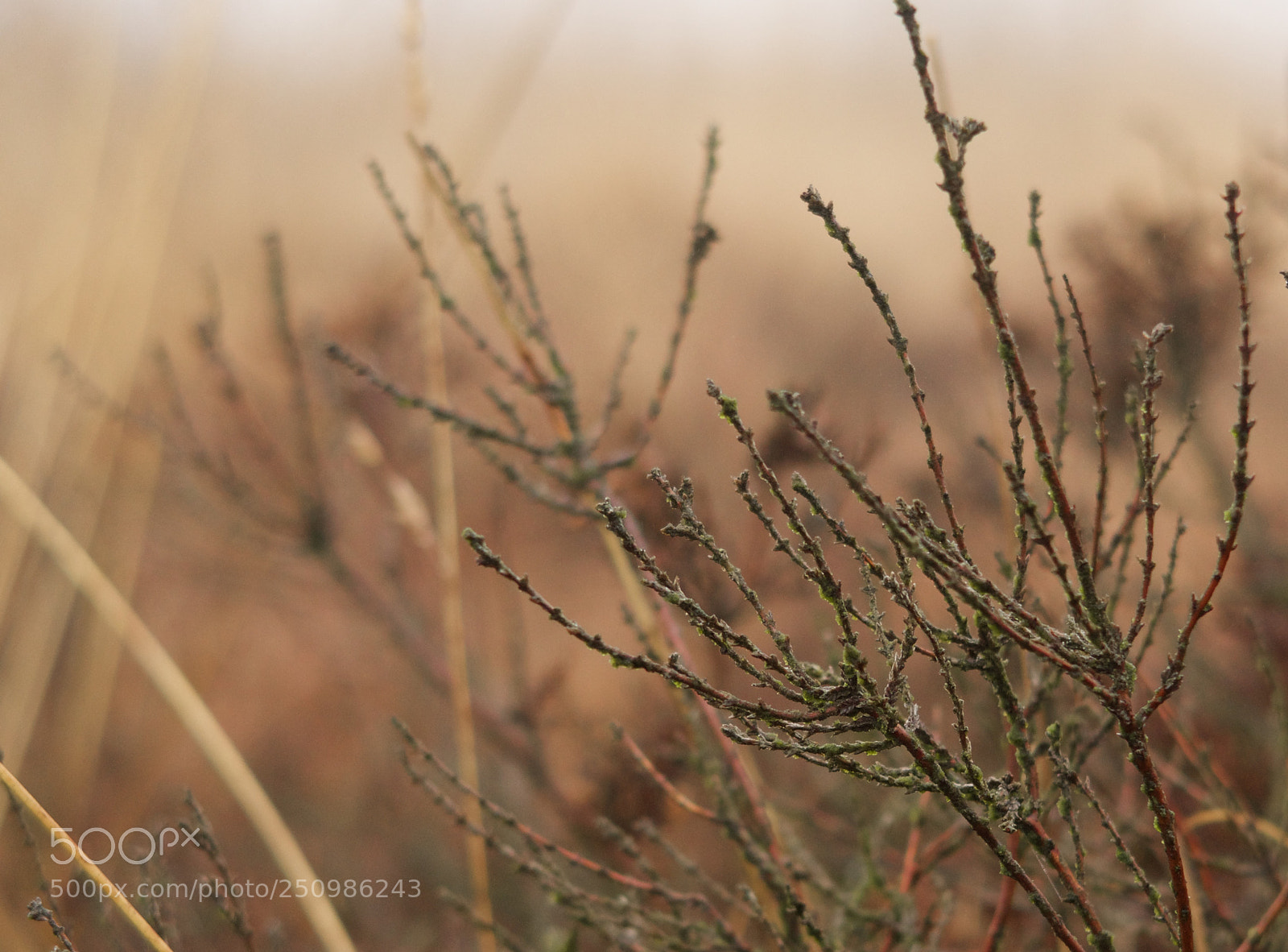 Canon PowerShot G7 X Mark II sample photo. Bush at foggy bog photography