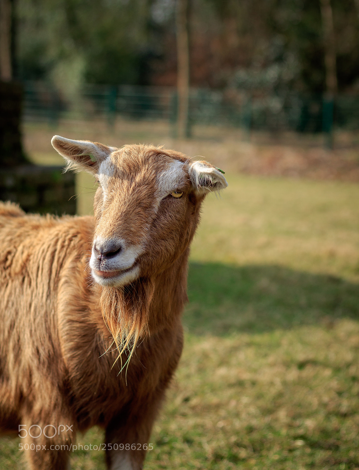 Canon EOS 1300D (EOS Rebel T6 / EOS Kiss X80) sample photo. Goat at farm photography