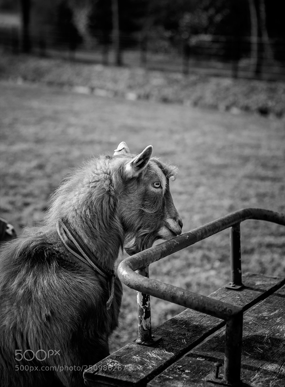 Canon EOS 1300D (EOS Rebel T6 / EOS Kiss X80) sample photo. Goat at farm photography