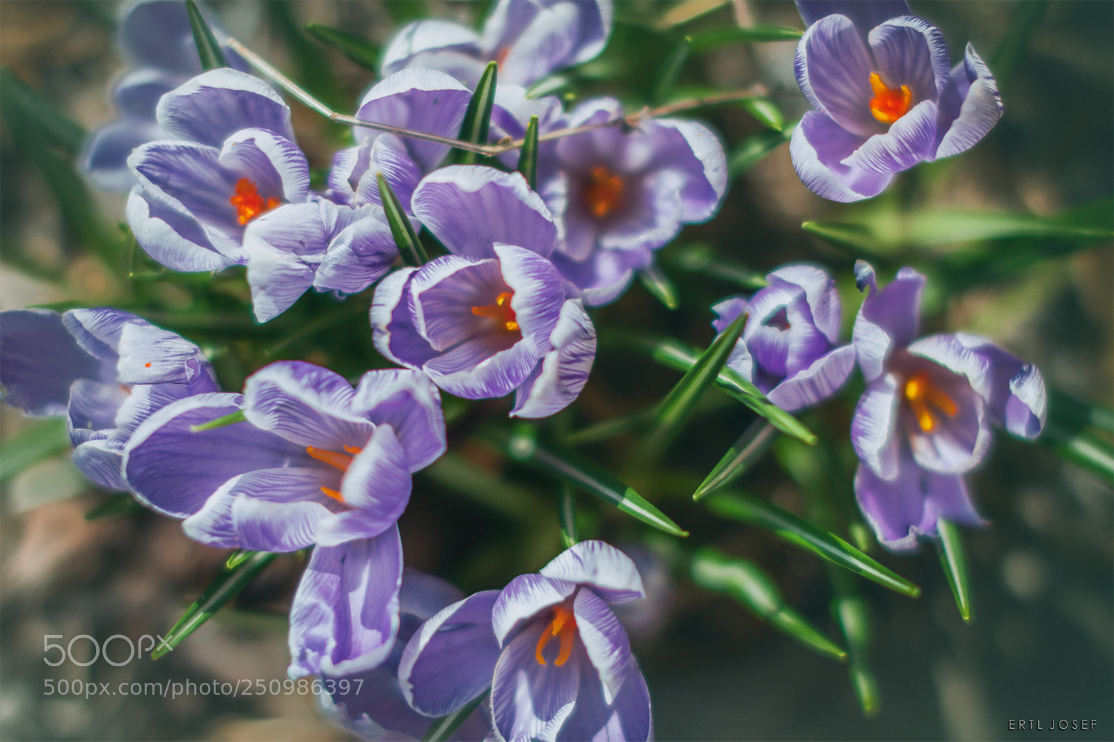 Canon EOS 70D sample photo. Krokusse photography