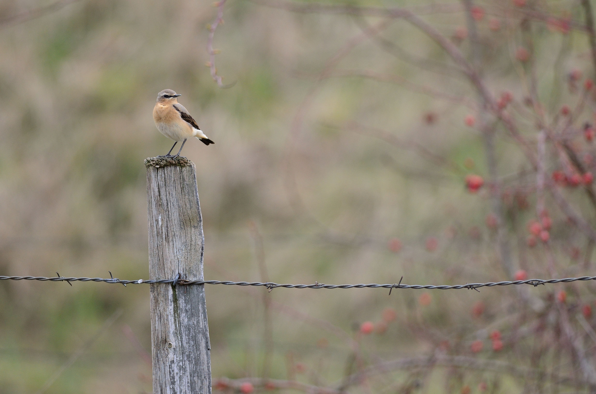 Nikon D5100 + Nikon AF-S Nikkor 300mm F4D ED-IF sample photo. Oenanthe oenanthe photography