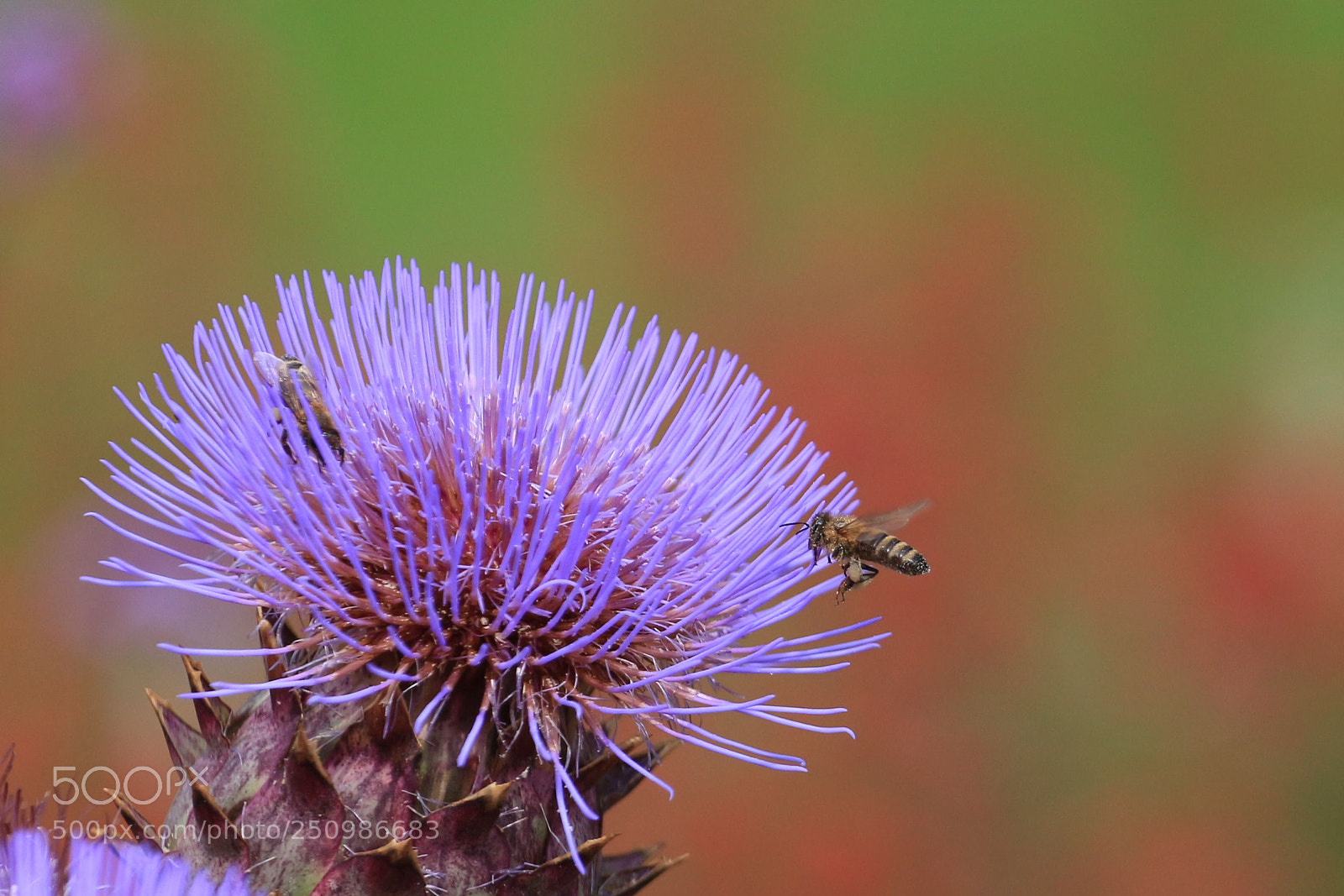 Canon EOS 700D (EOS Rebel T5i / EOS Kiss X7i) sample photo. Bee at work photography