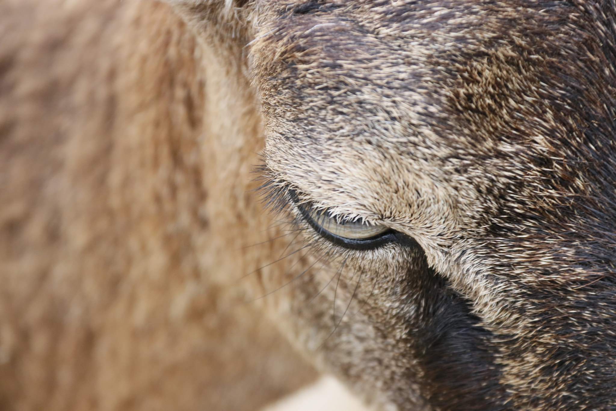Canon EF-S 18-200mm F3.5-5.6 IS sample photo. Deer photography