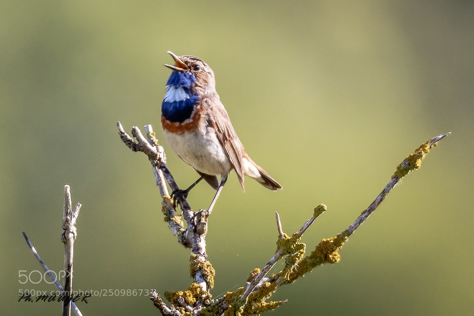 Canon EOS 7D Mark II sample photo. Gorgebleue photography