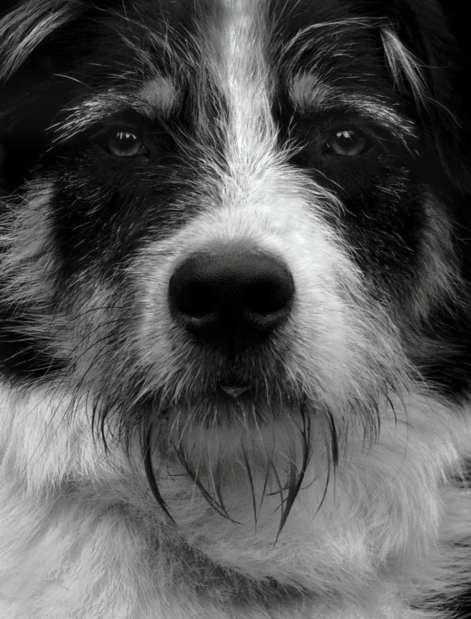 Pentax K100D sample photo. Dog #1 photography