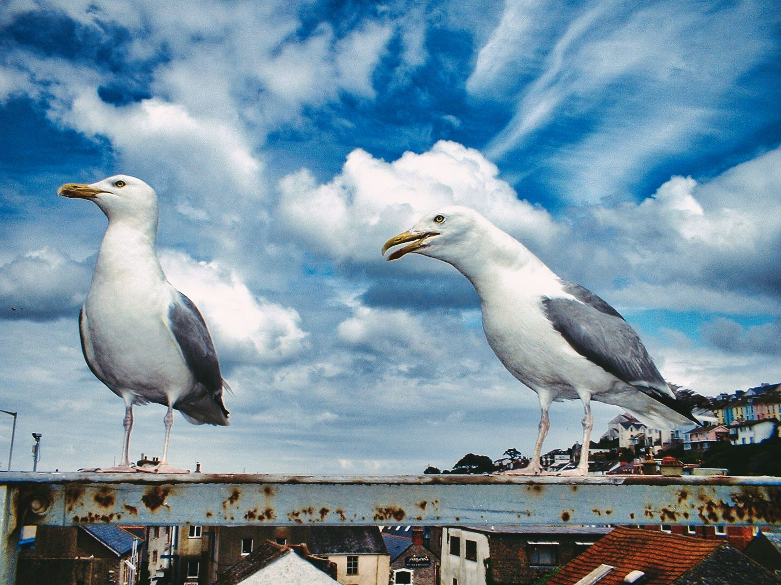 Fujifilm FinePix A202 sample photo. Seagulls of brixham photography