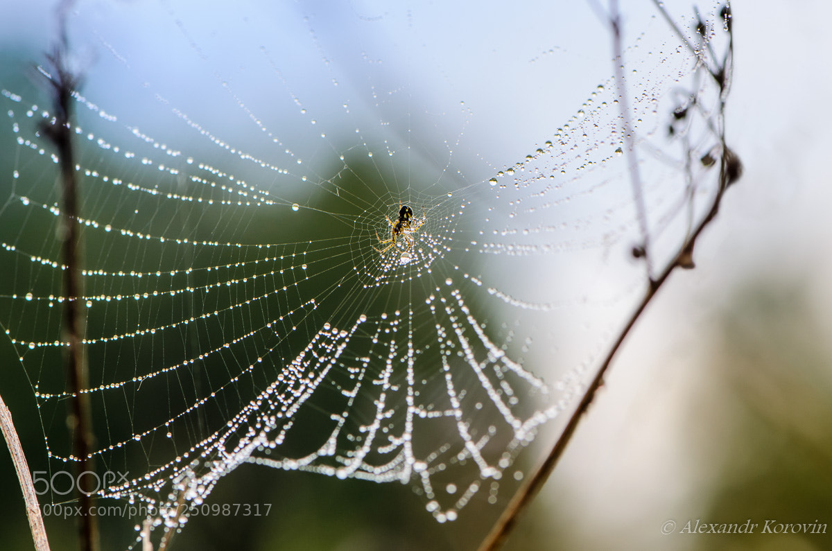 Nikon D5100 sample photo. Small spider sits in photography