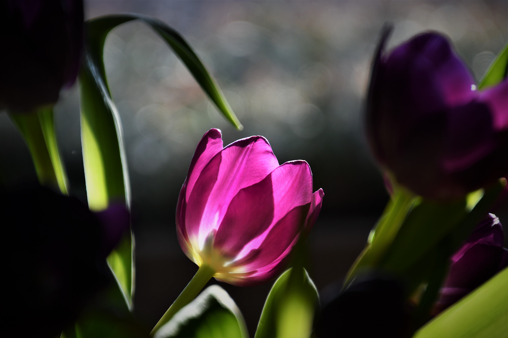 Nikon D500 sample photo. Pink! photography