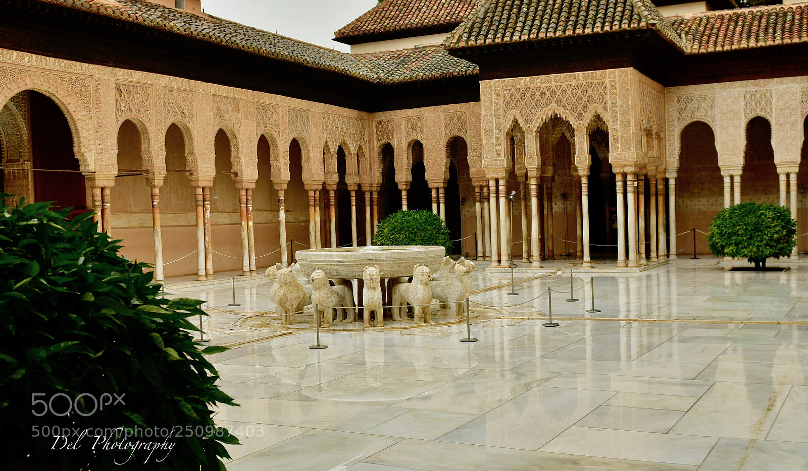 Nikon D500 sample photo. Garden of lions... photography