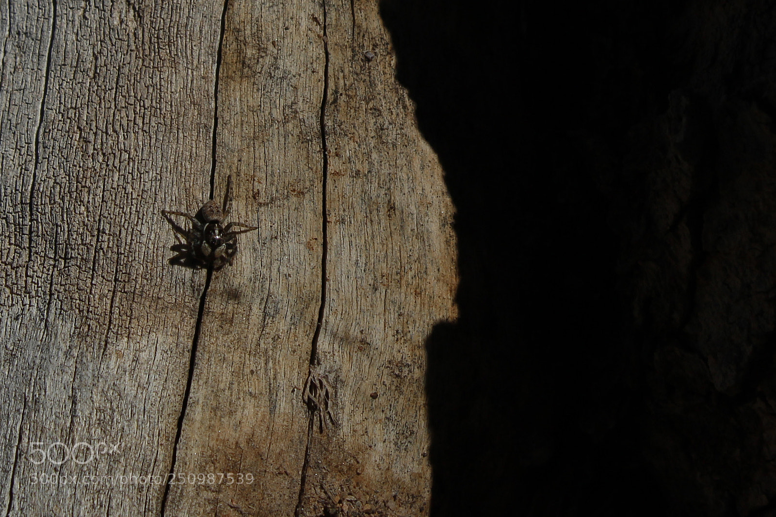 Canon EOS 1300D (EOS Rebel T6 / EOS Kiss X80) sample photo. Spider photography