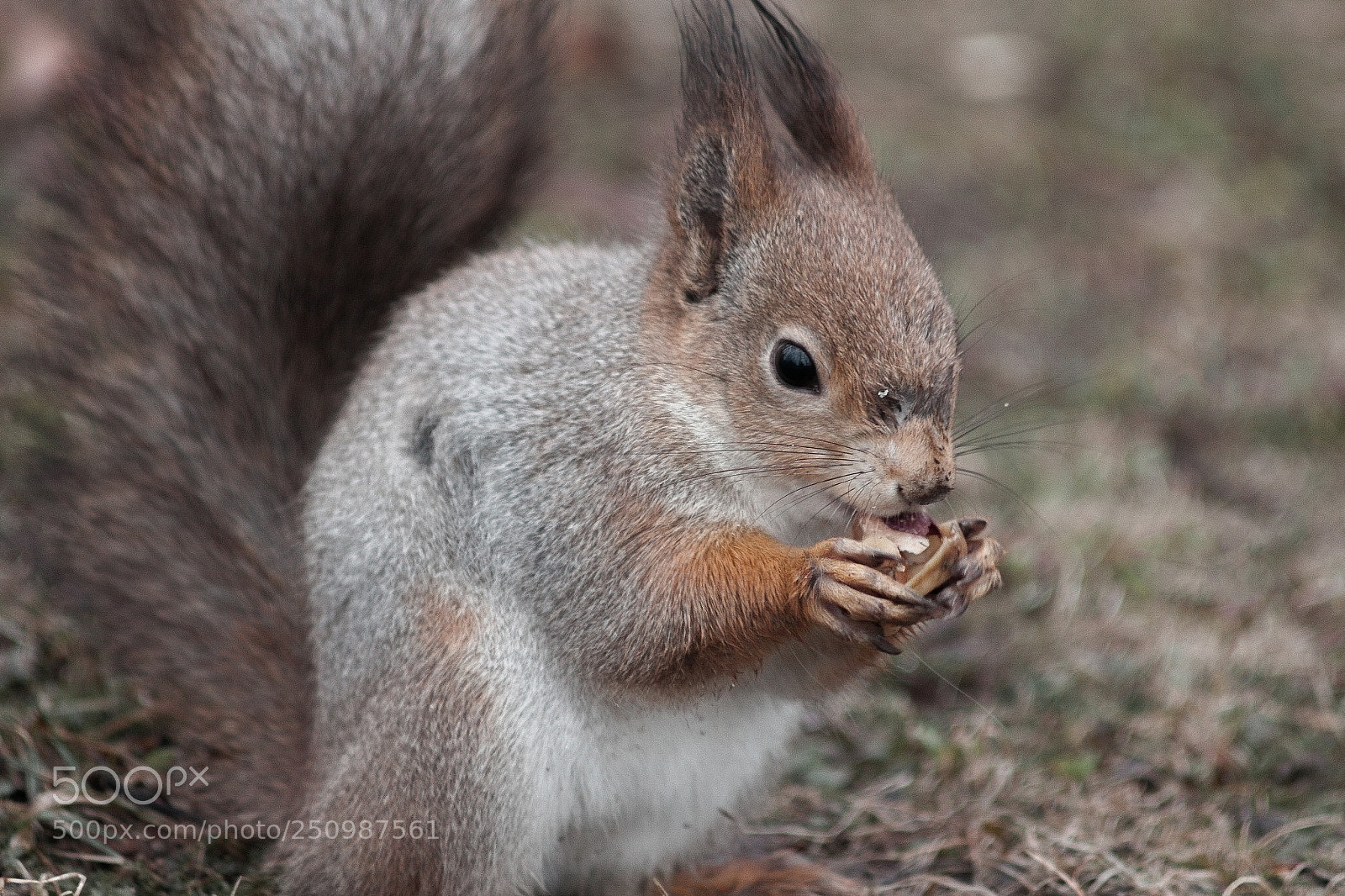 Canon EOS 50D sample photo. Белка / squirrel photography
