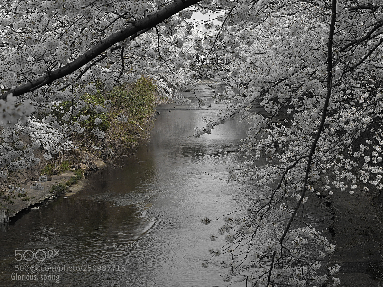 Olympus OM-D E-M5 II sample photo. Glorious spring photography