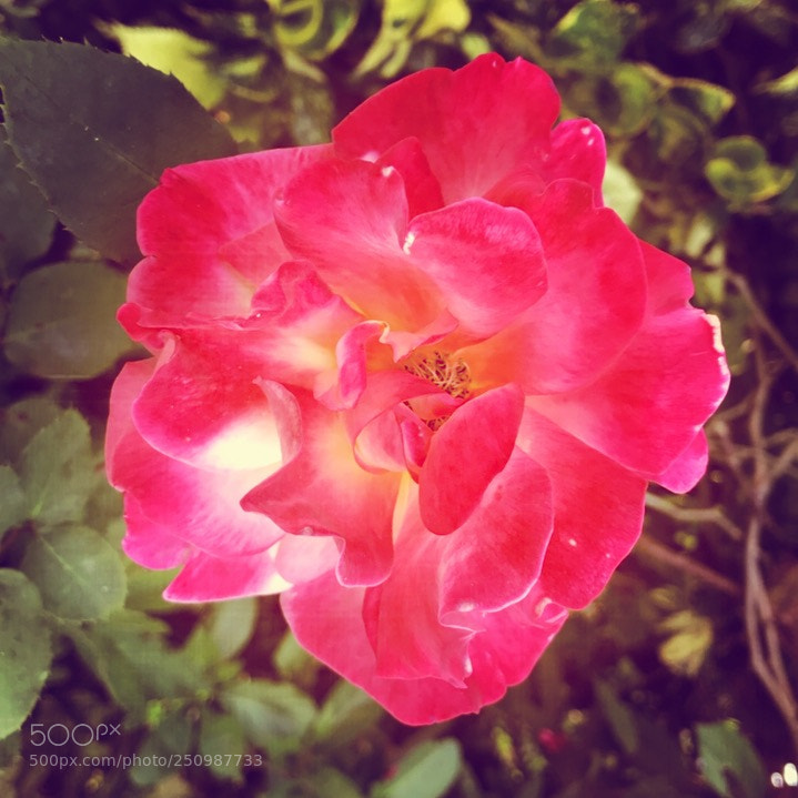 Apple iPhone 7 Plus sample photo. Flower photography
