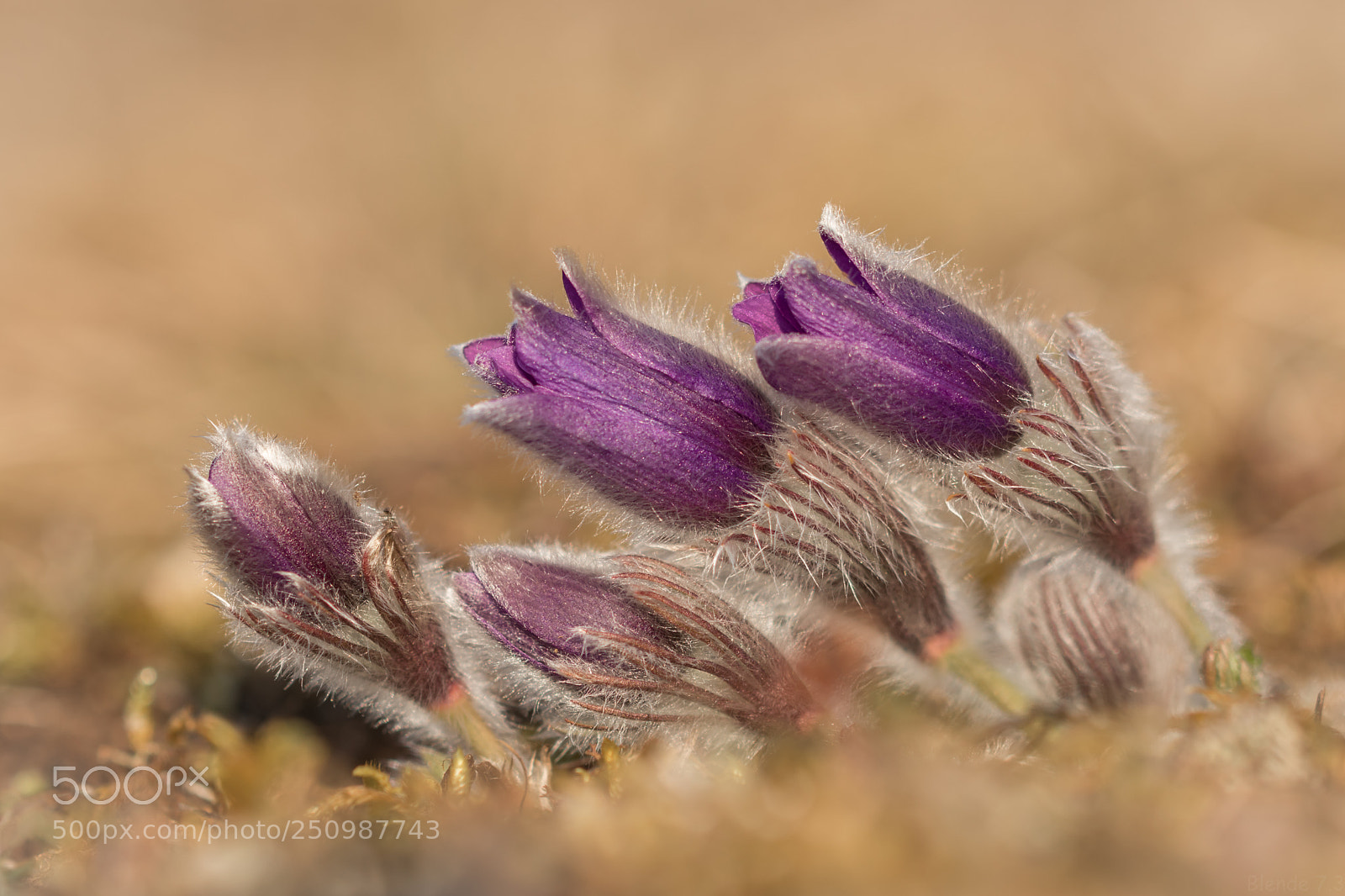 Canon EOS 80D sample photo. Frühlingsboten photography