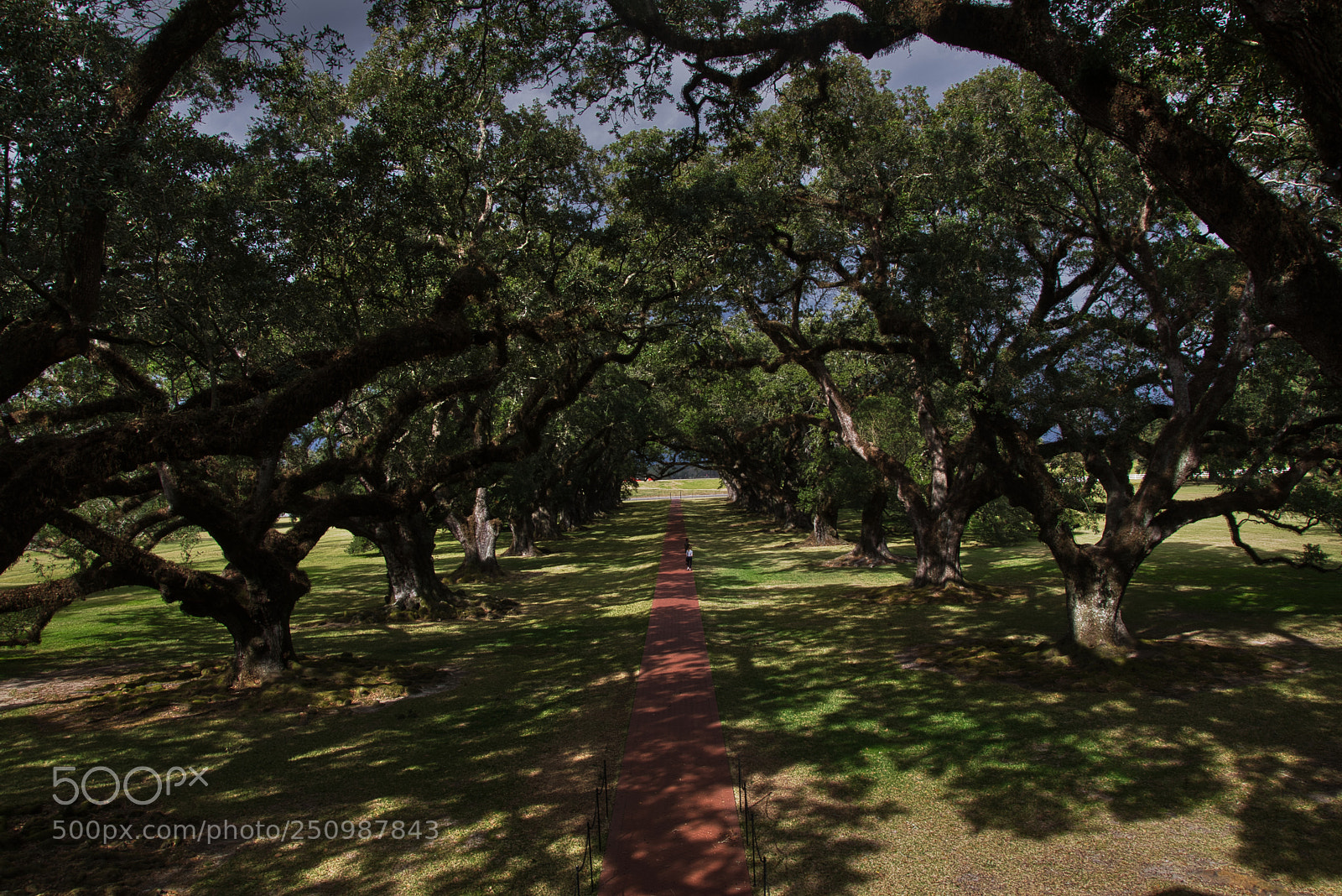 Nikon D5300 sample photo. High on oak alley photography