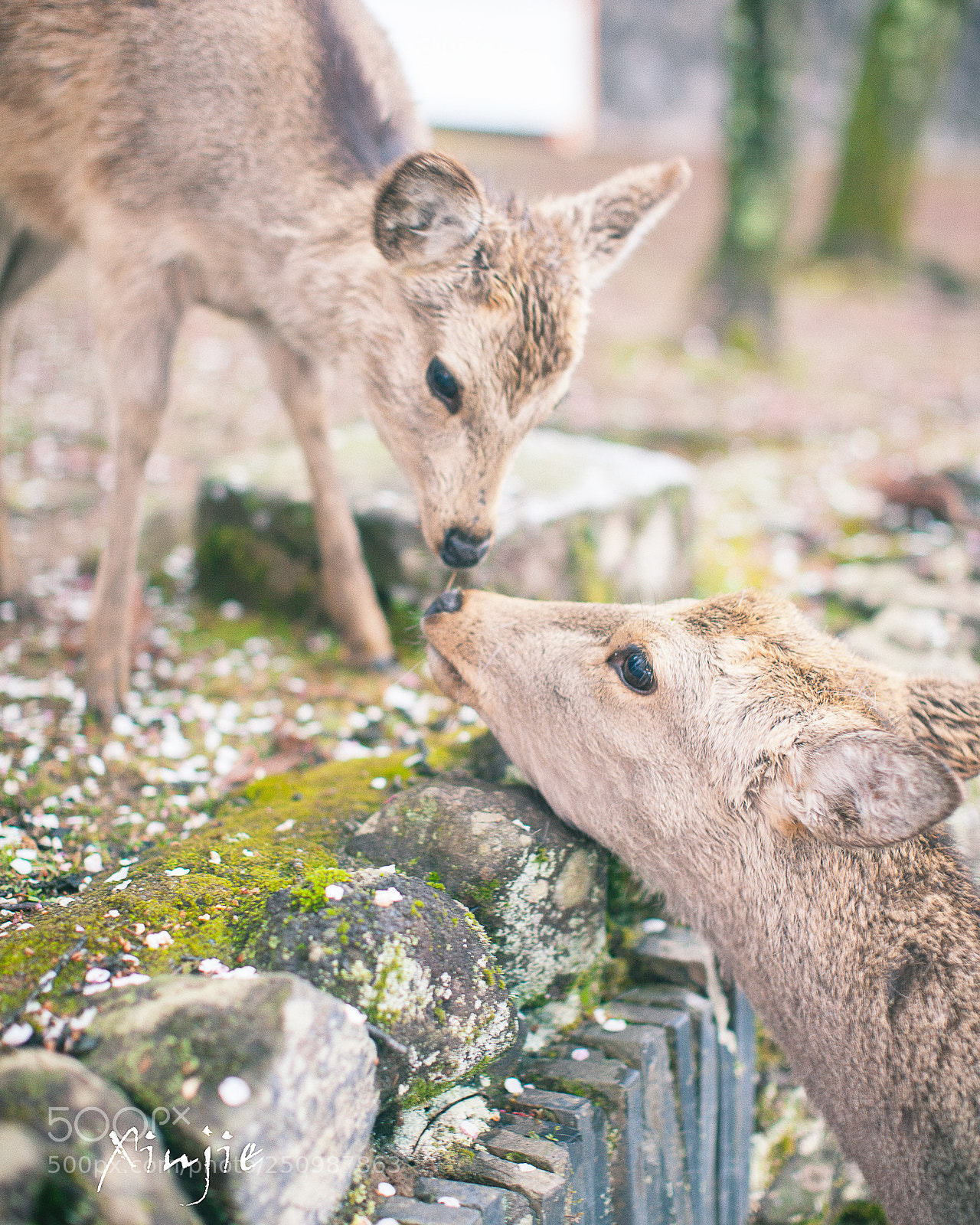 Canon EOS 5D Mark II sample photo. Deer?dear. photography