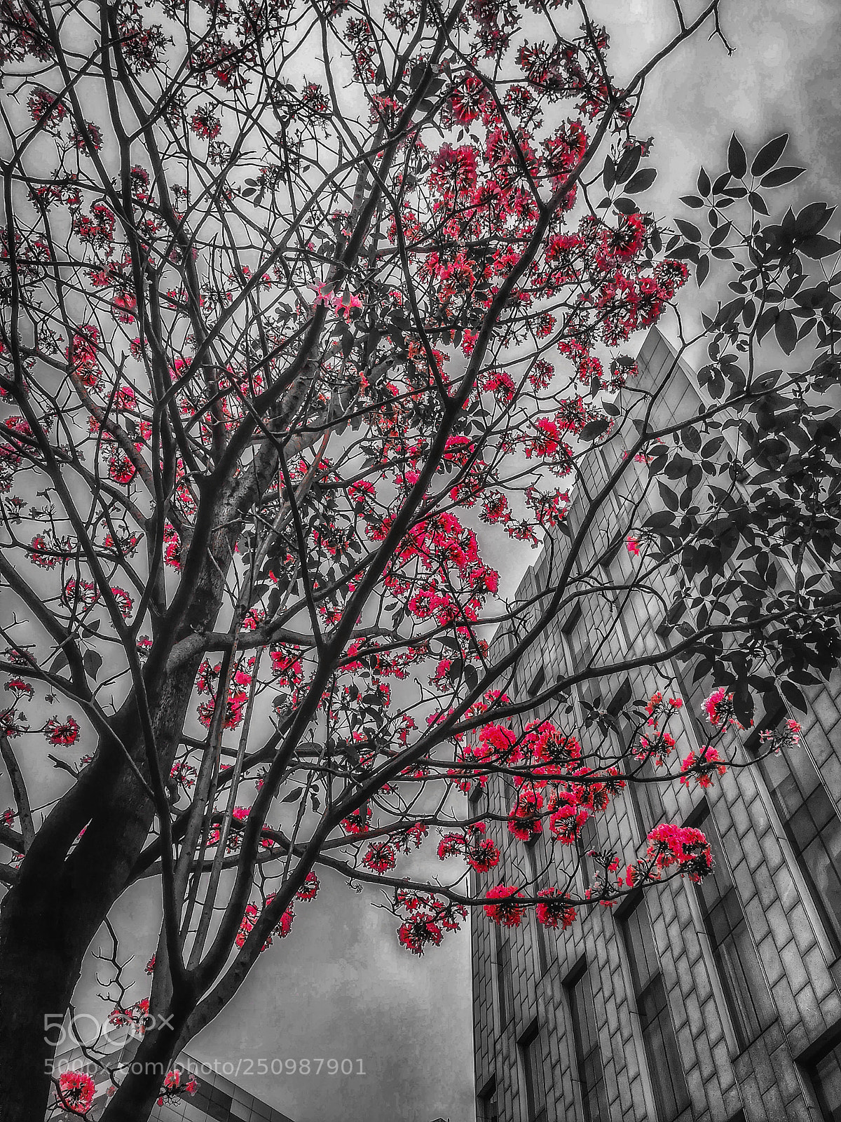 HUAWEI honor 6x sample photo. Colors of life . ! photography
