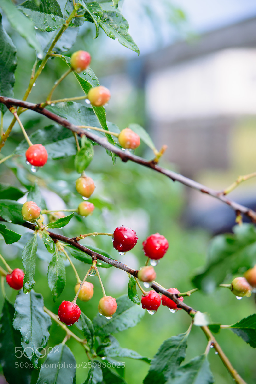 Nikon D600 sample photo. Branch of cherries photography