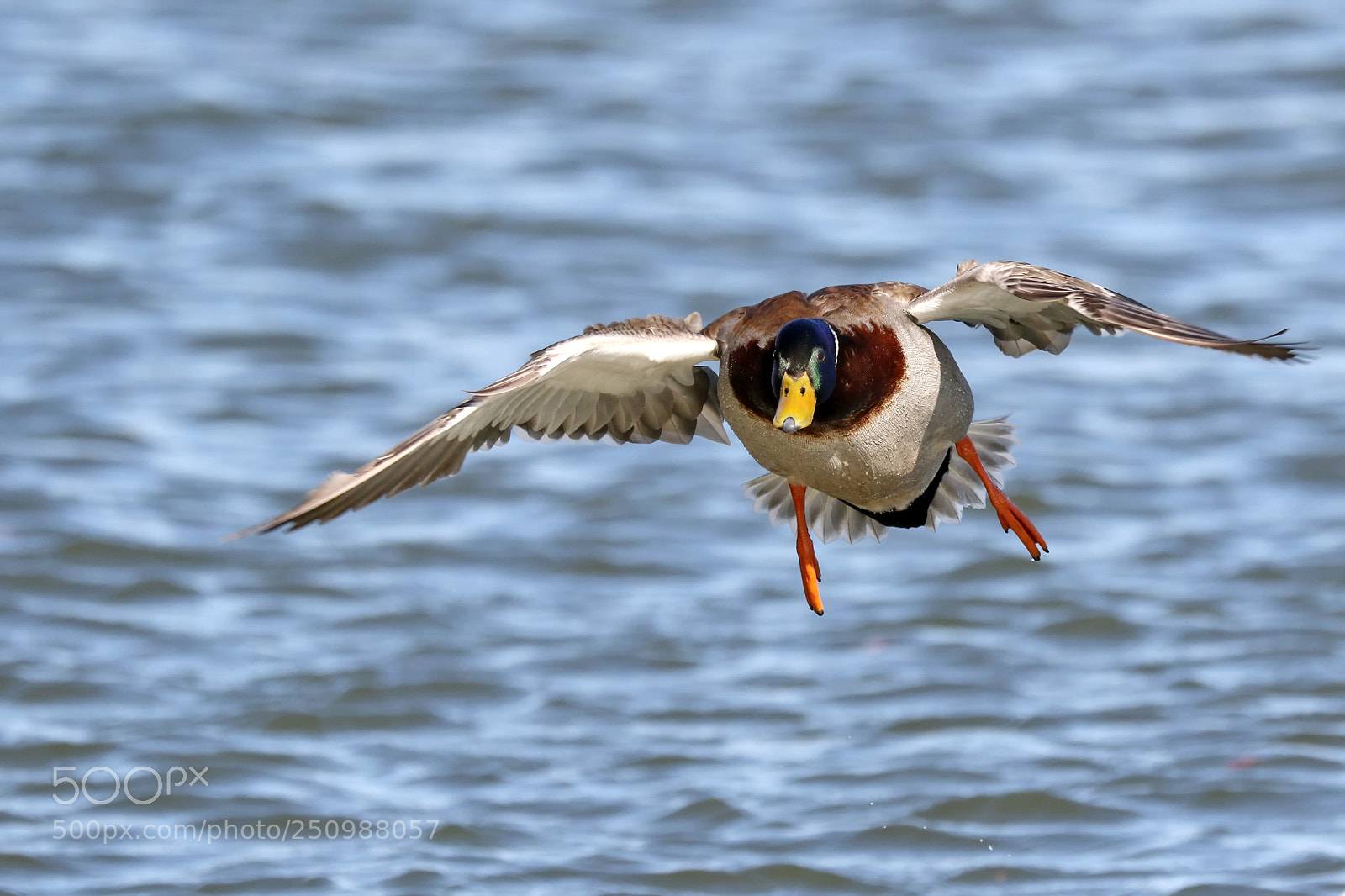 Canon EOS 7D Mark II sample photo. Mallard duck landing photography